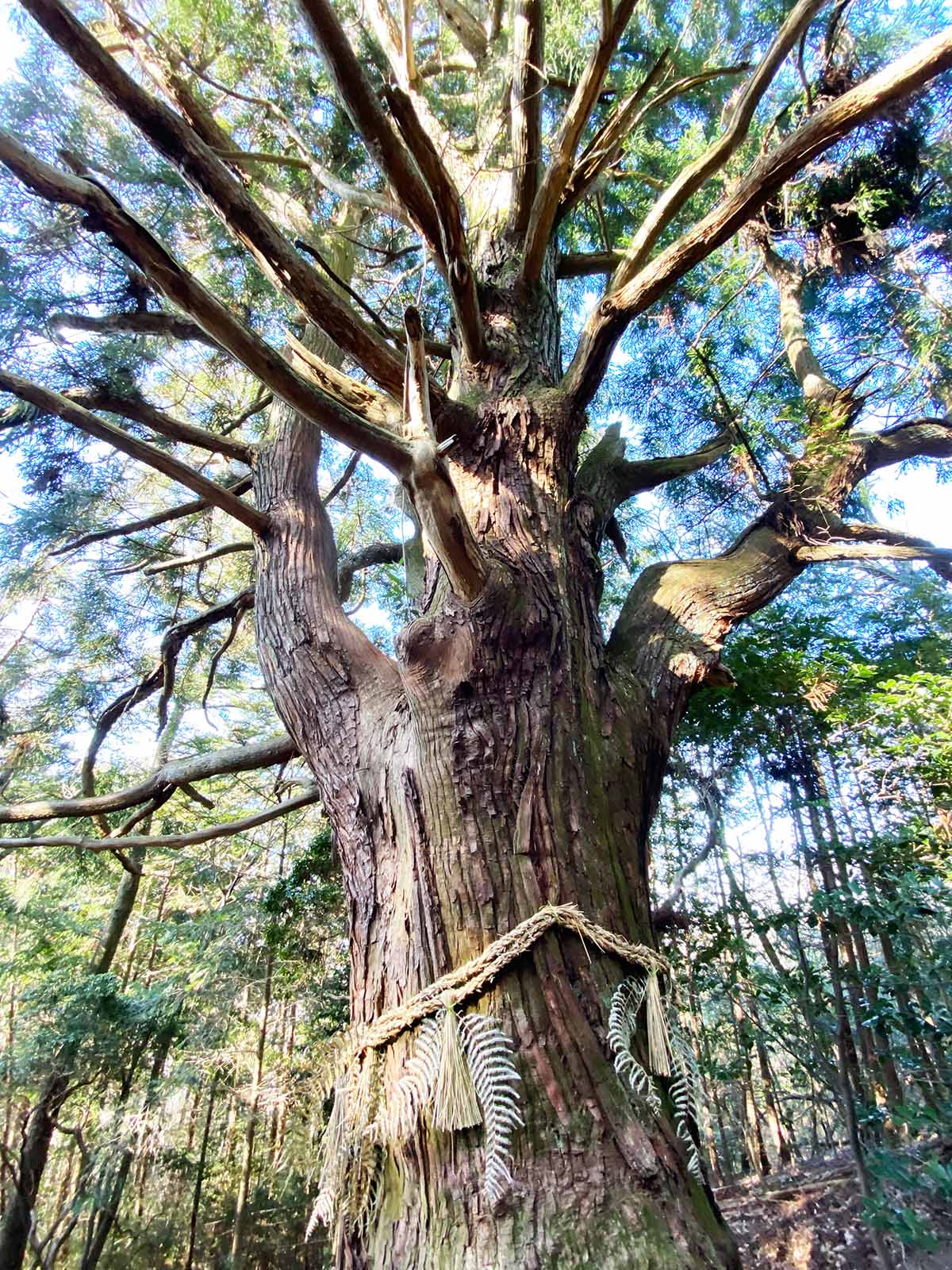 神野寺の天狗杉