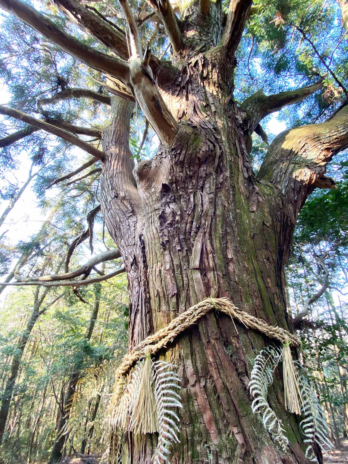 神野寺の天狗杉