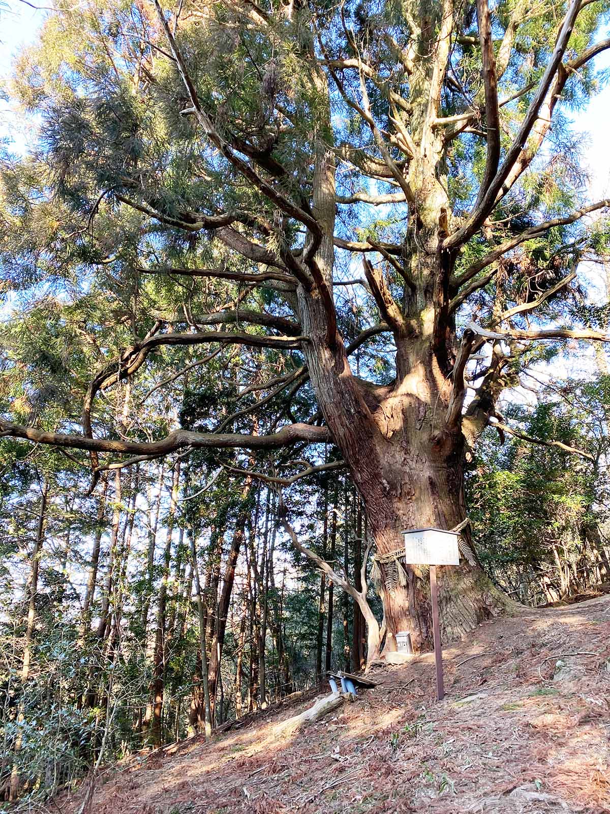 神野寺の天狗杉