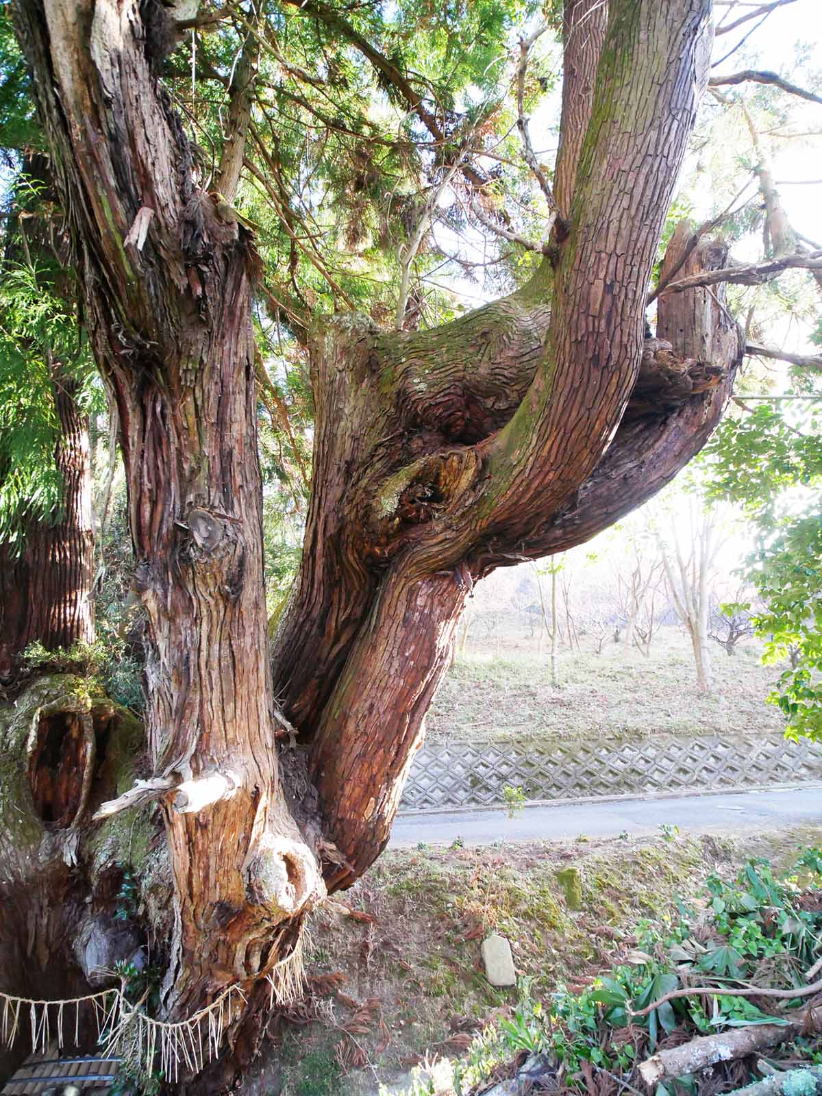 大井戸の杉