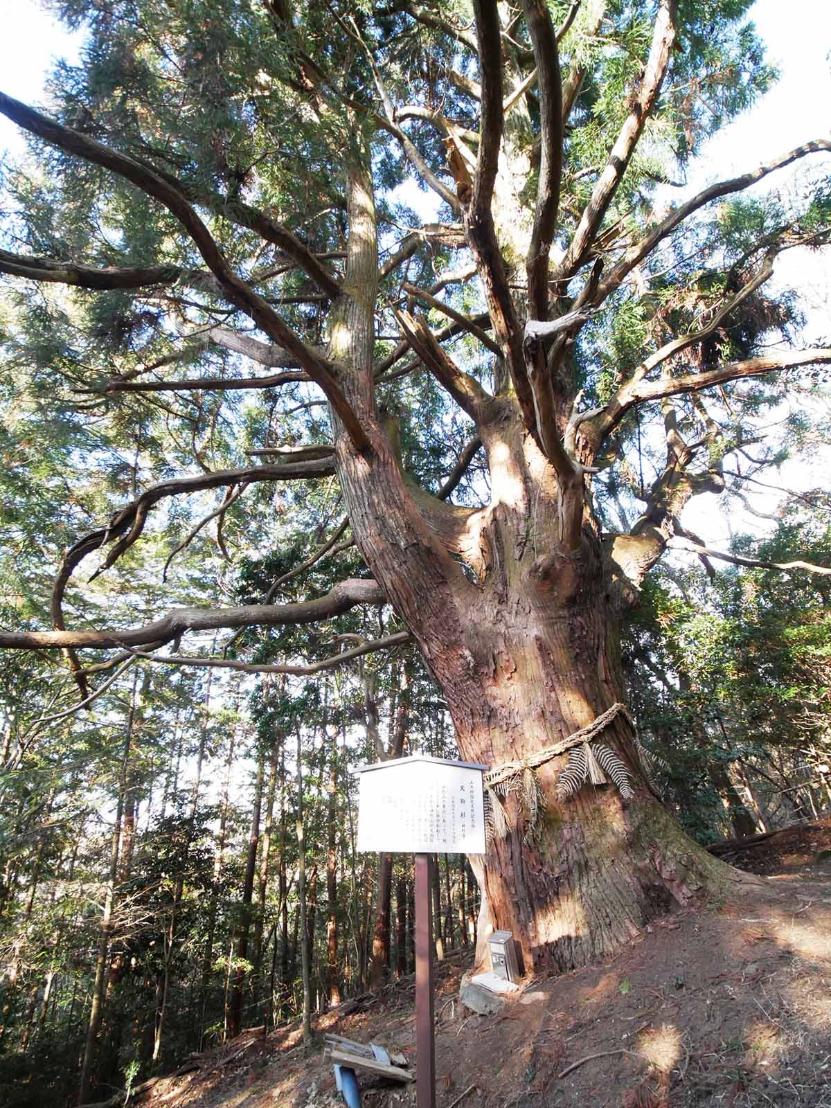 神野寺の天狗杉