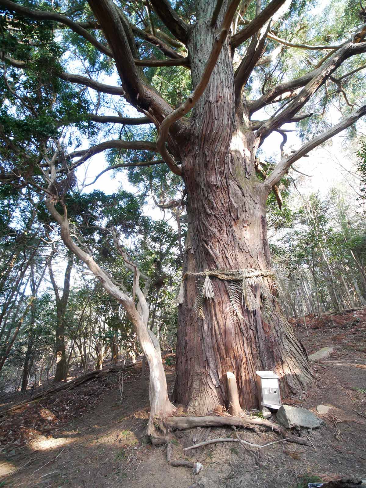 神野寺の天狗杉