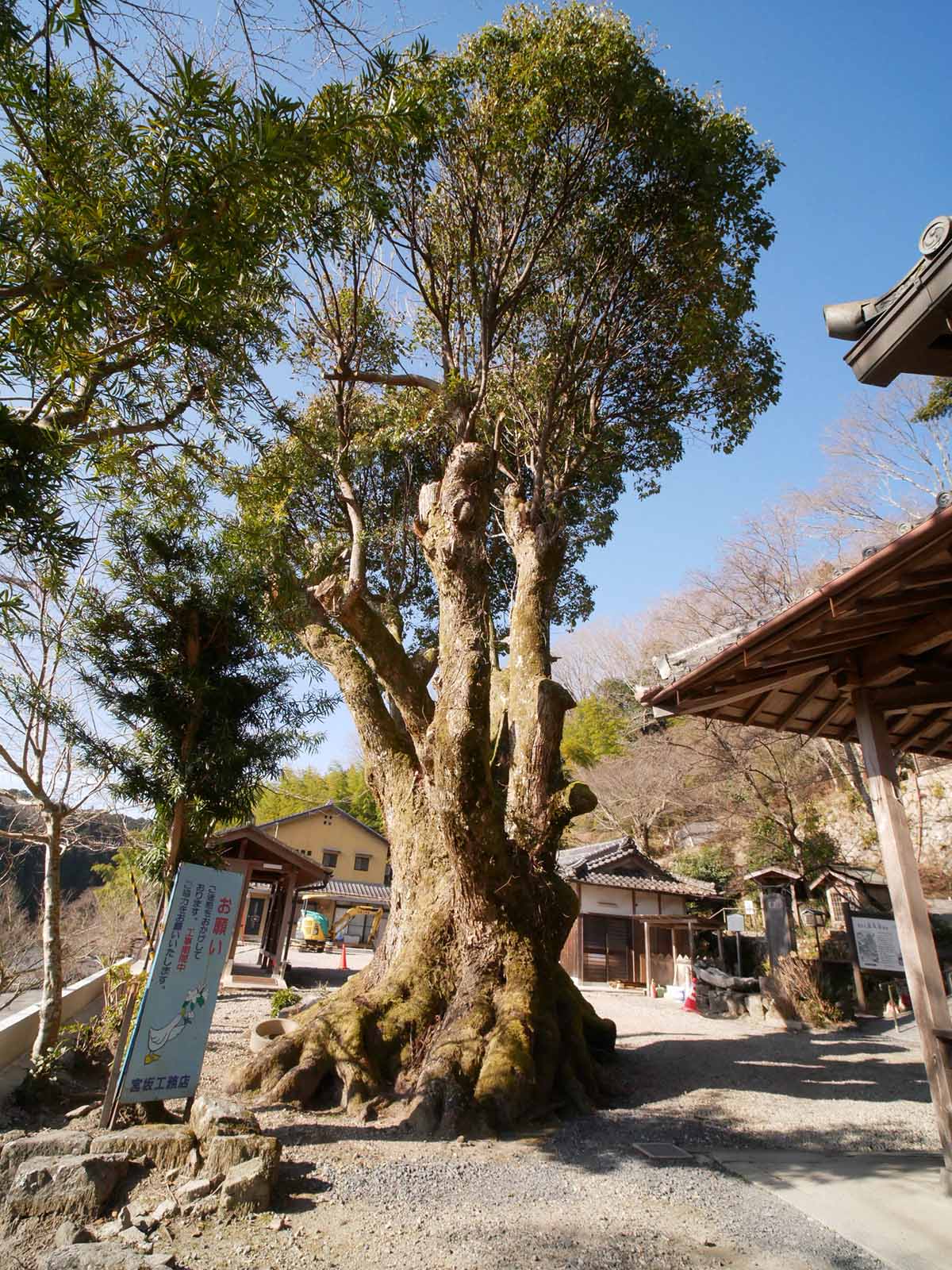 長久寺の楠