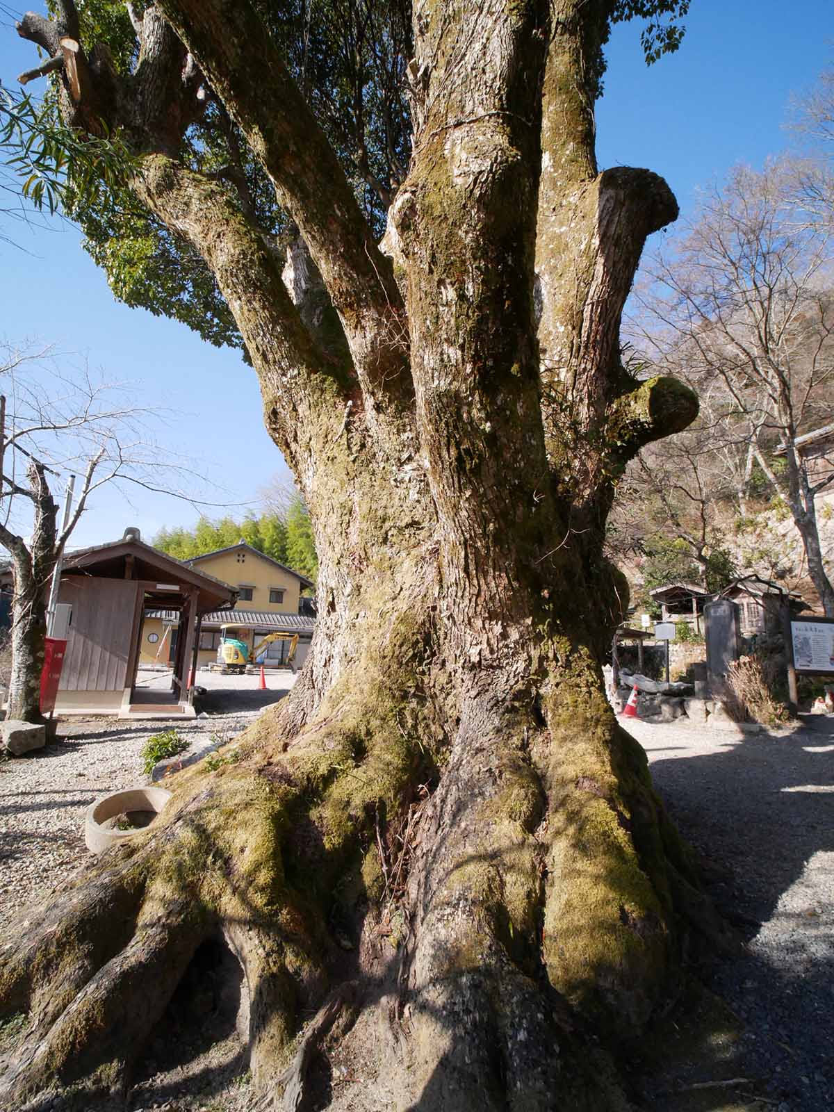 長久寺の楠