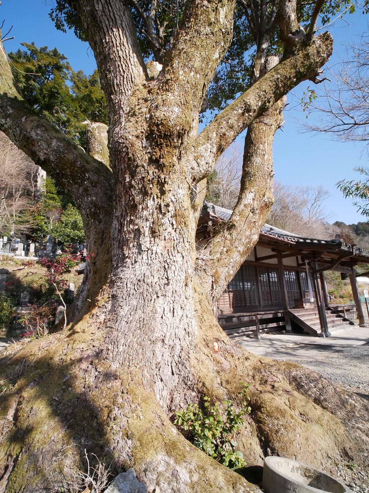 長久寺の楠