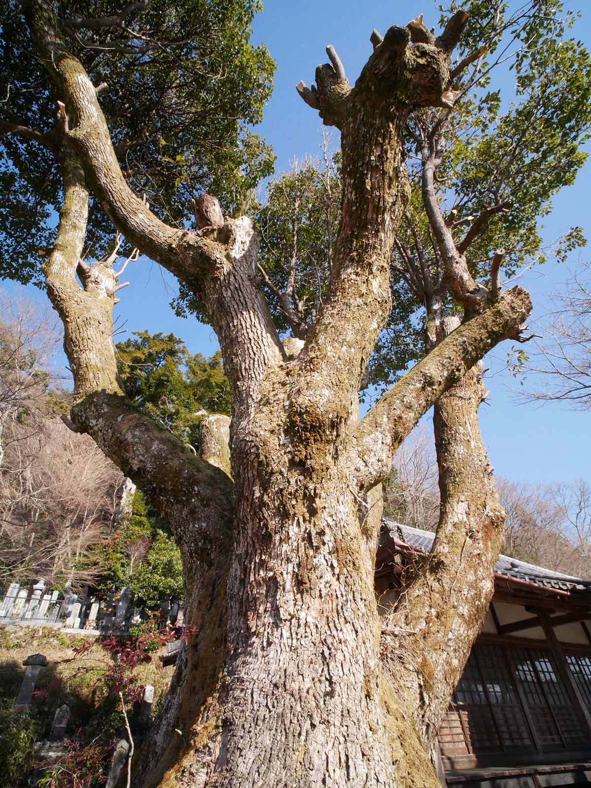 長久寺の楠