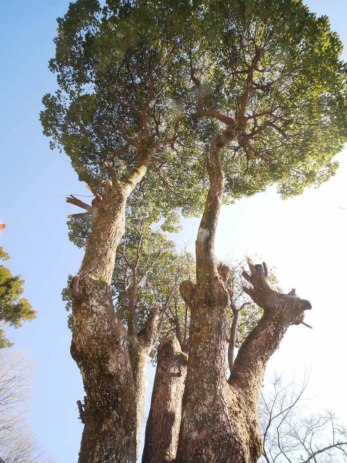 長久寺の楠