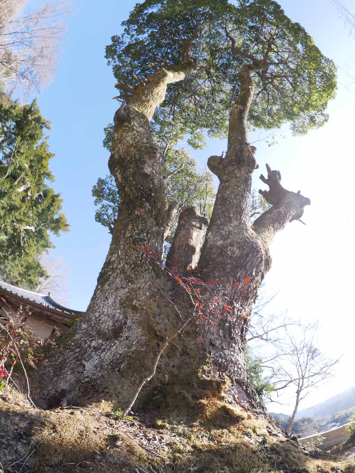 長久寺の楠