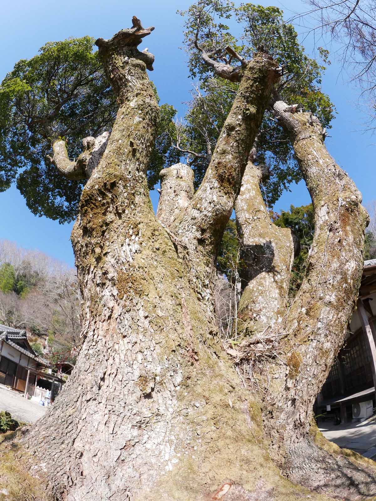 長久寺の楠