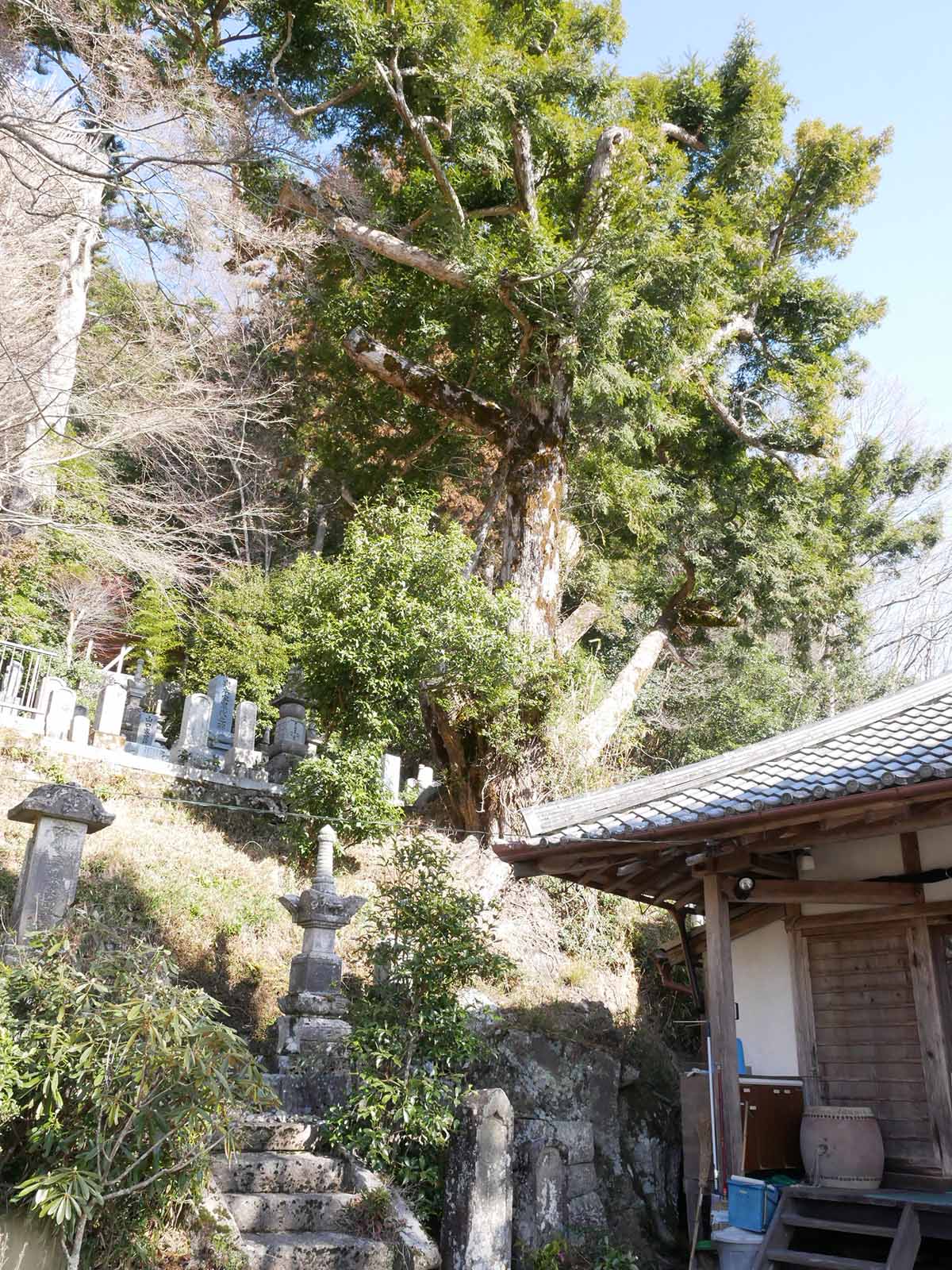 長久寺のカヤ