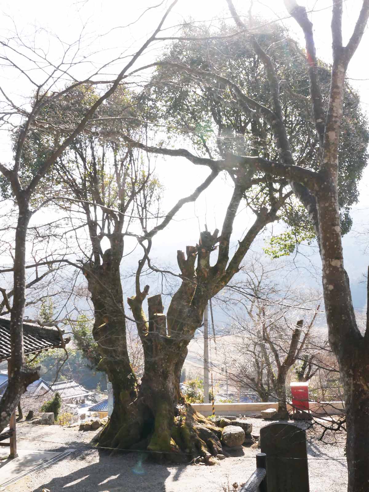 長久寺の楠