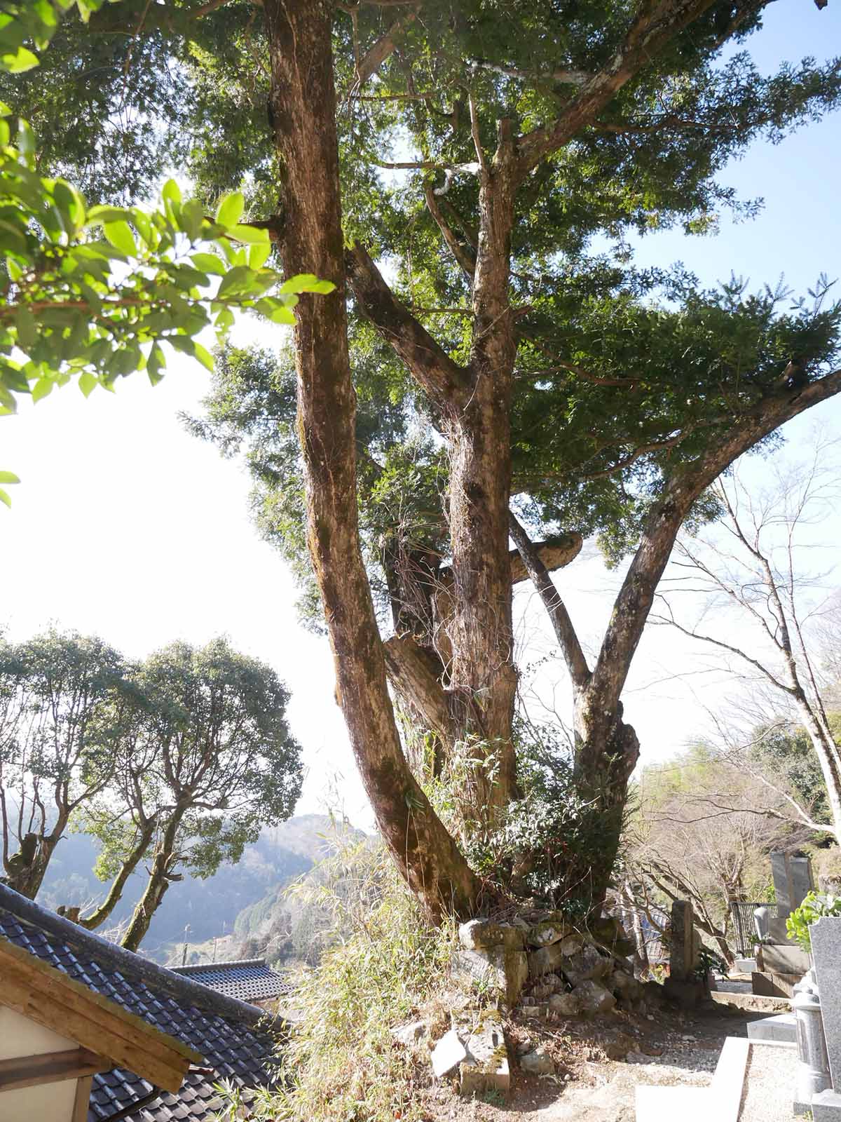 長久寺のカヤ