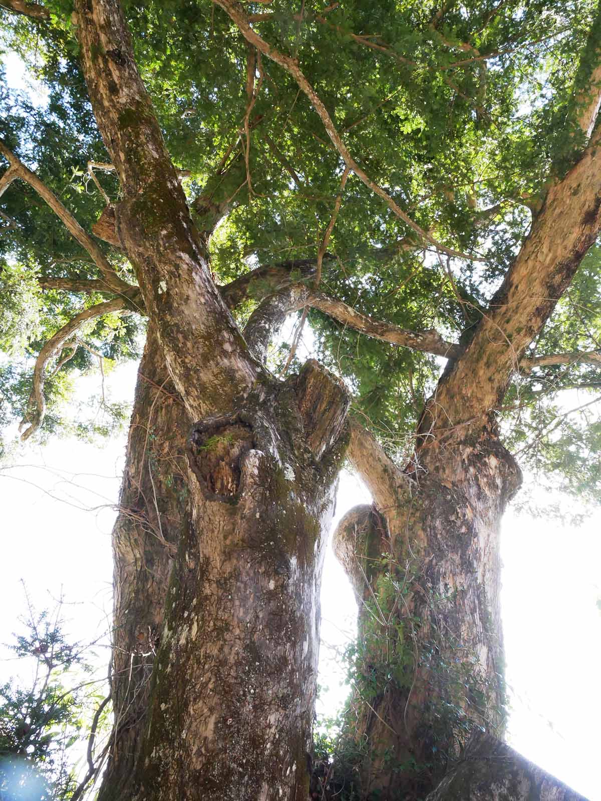 長久寺のカヤ