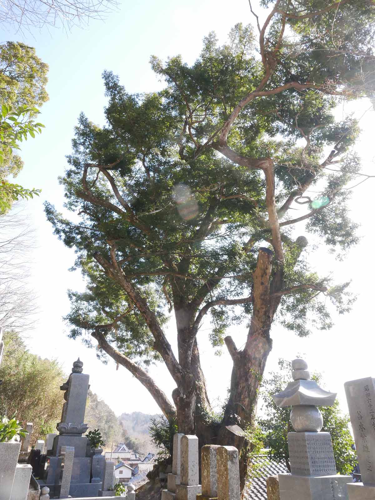 長久寺のカヤ