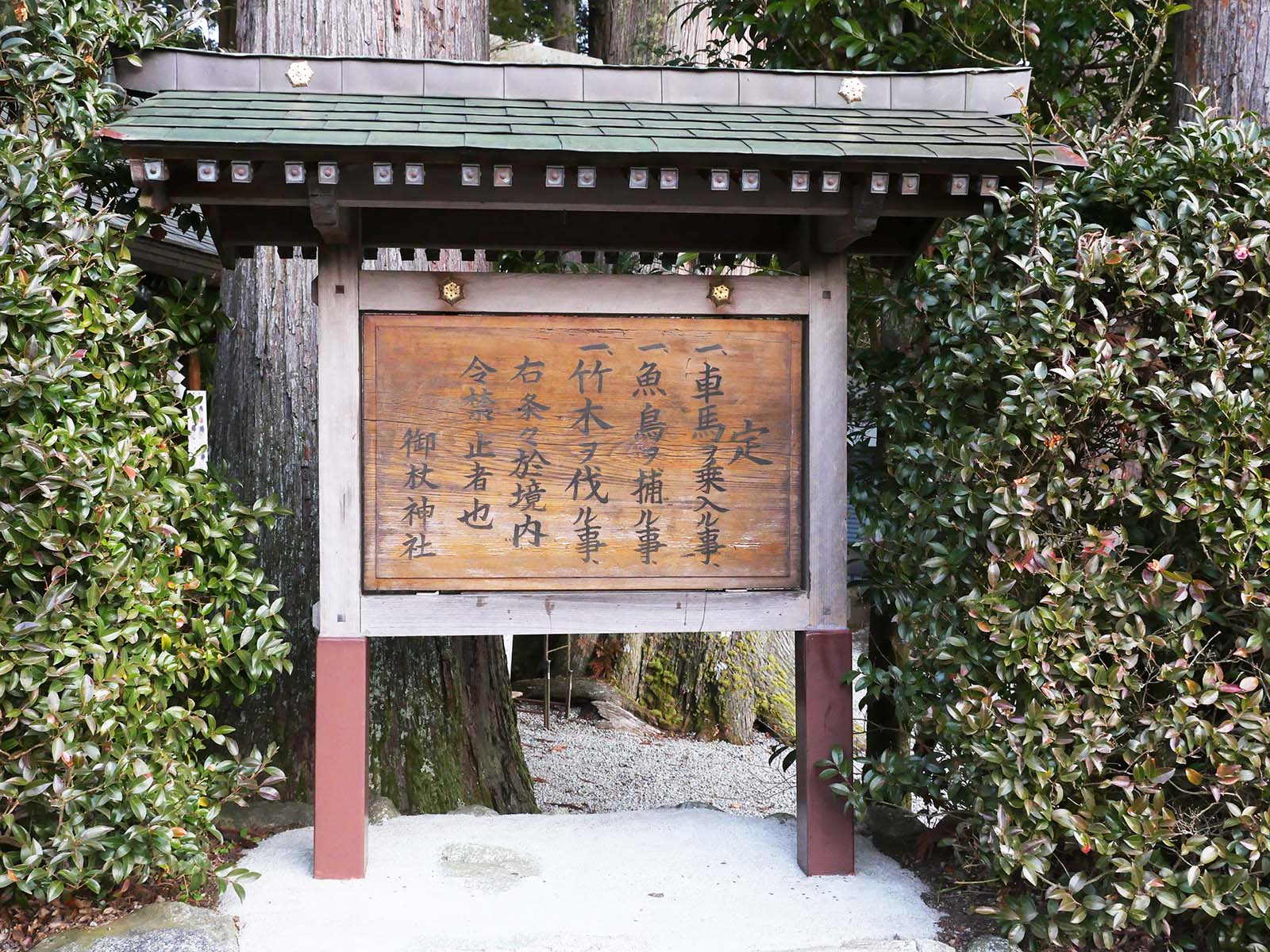 御杖神社の上津江杉