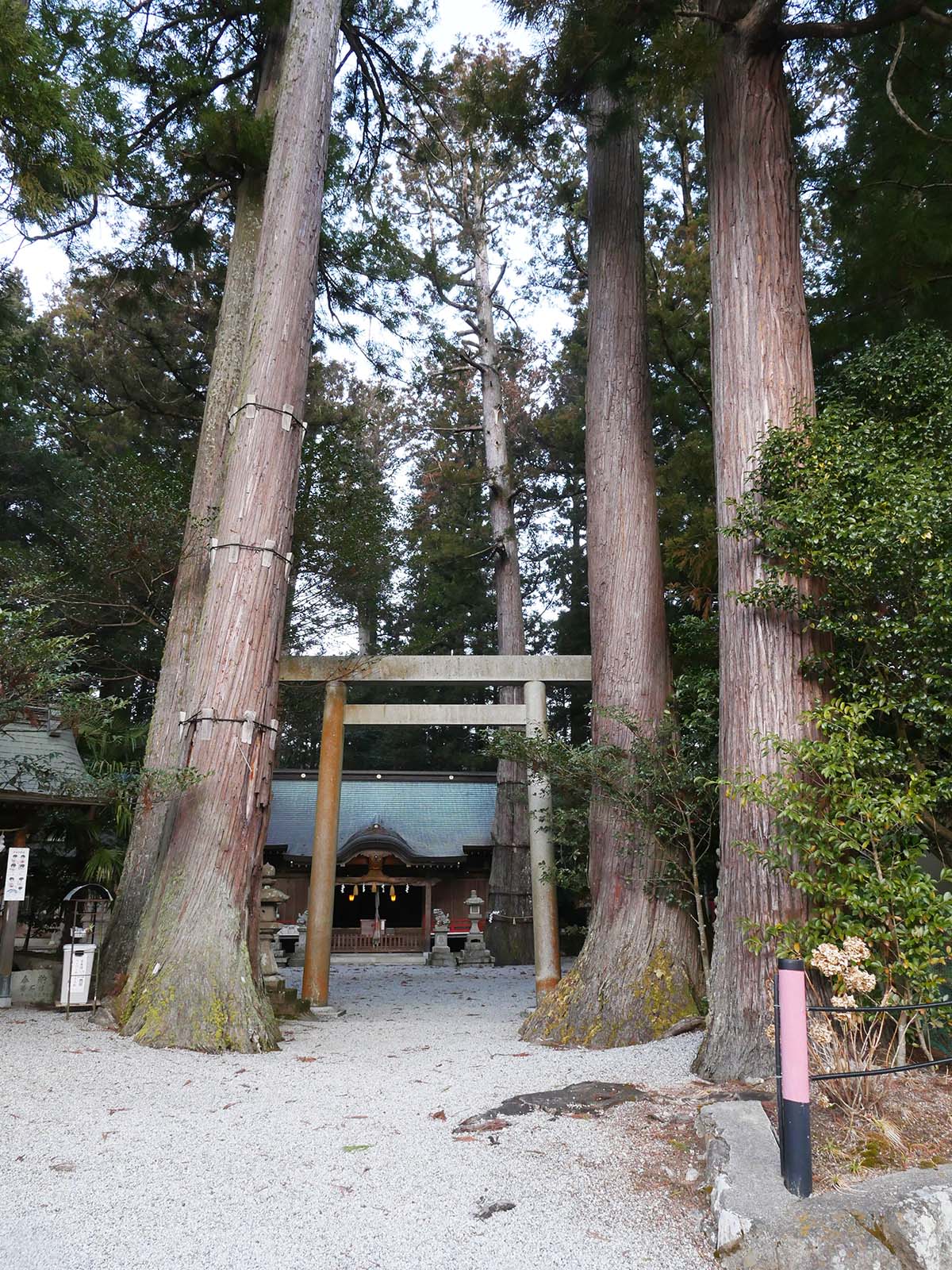 御杖神社の上津江杉