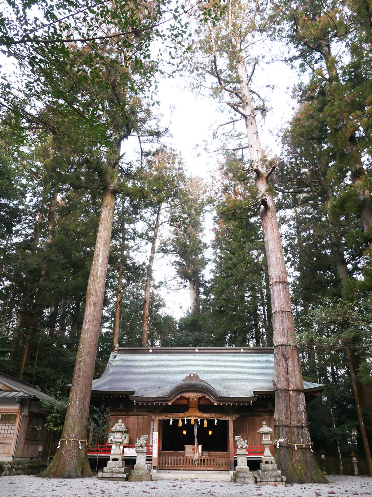 御杖神社の上津江杉