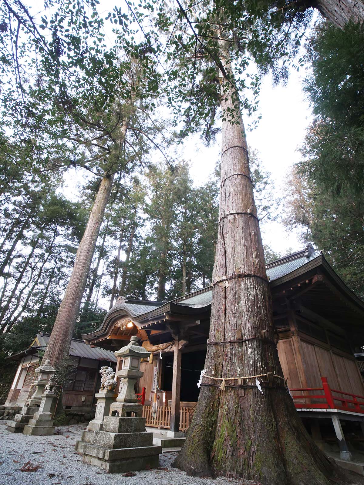 御杖神社の上津江杉