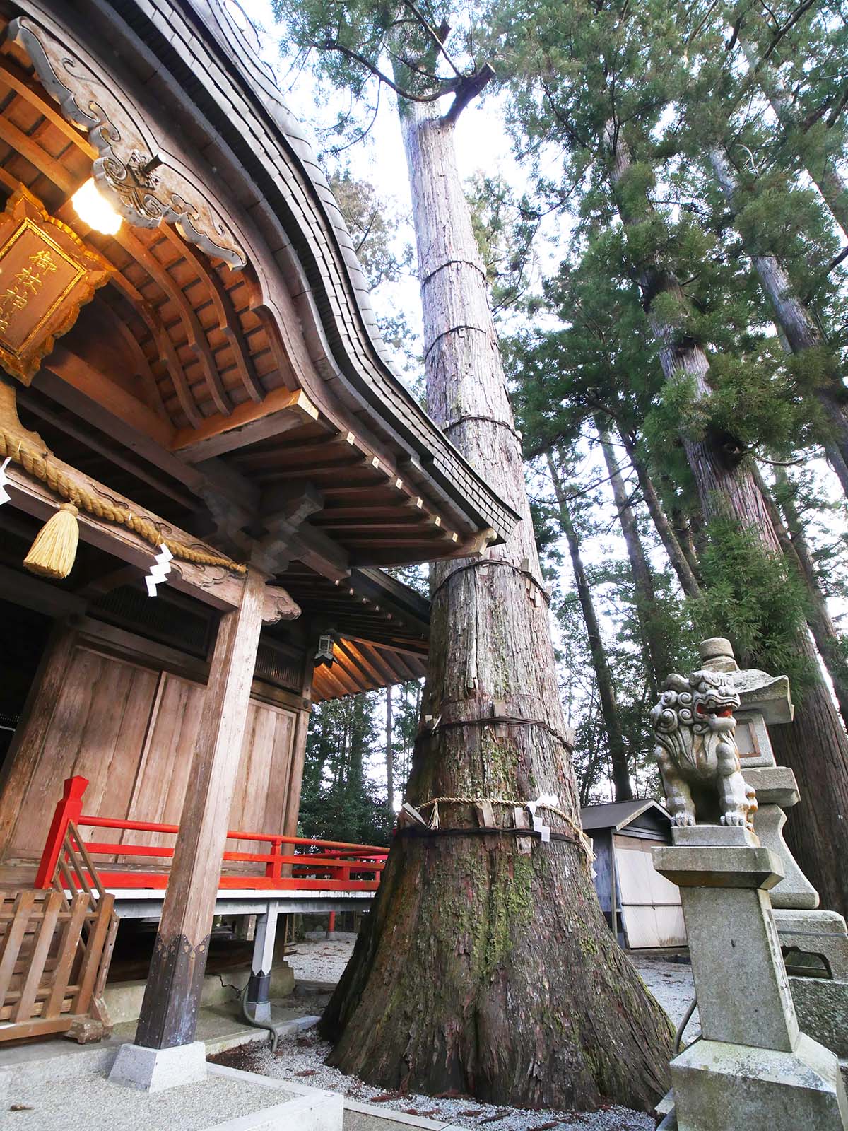 御杖神社の上津江杉