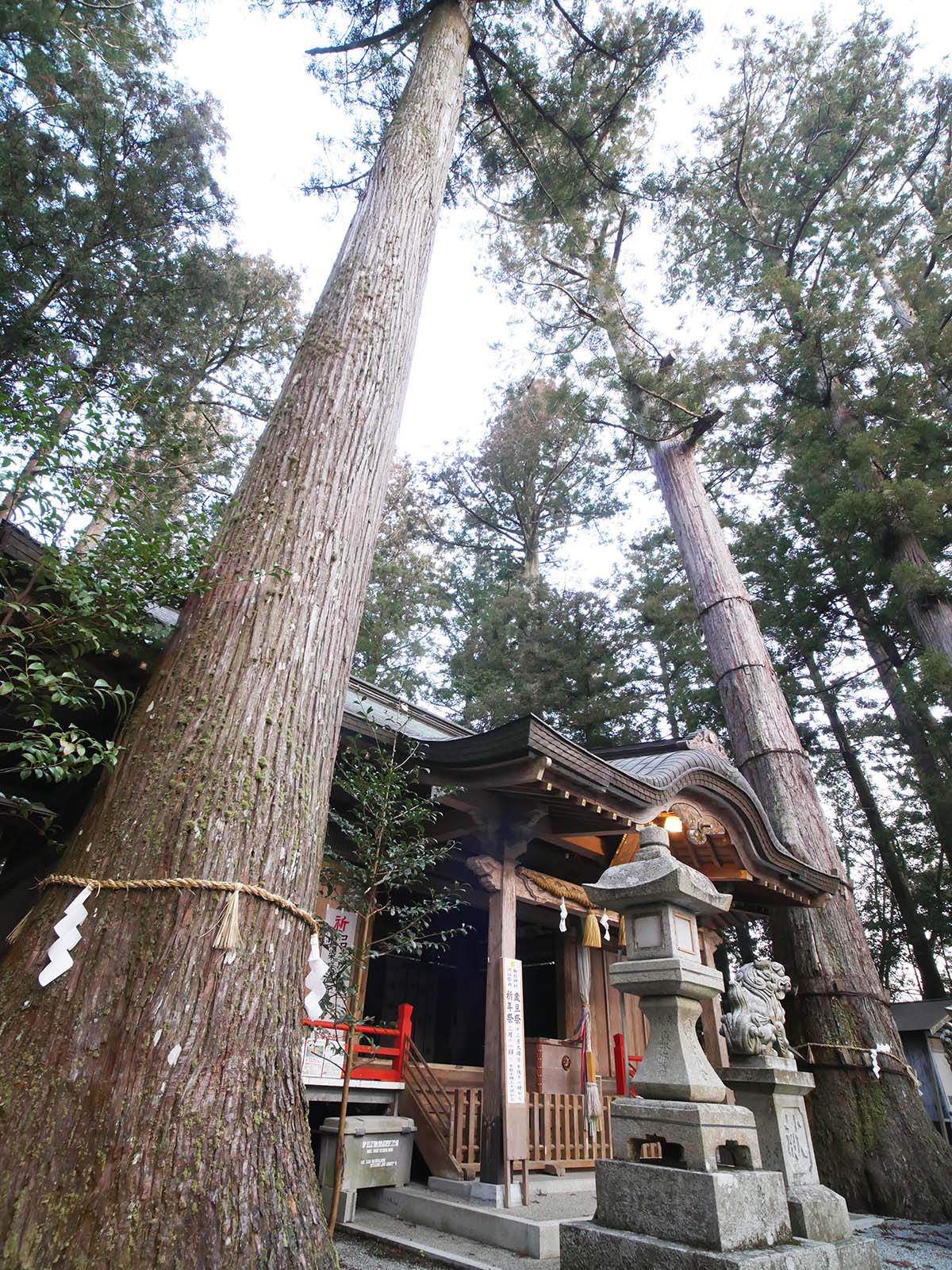 御杖神社の上津江杉