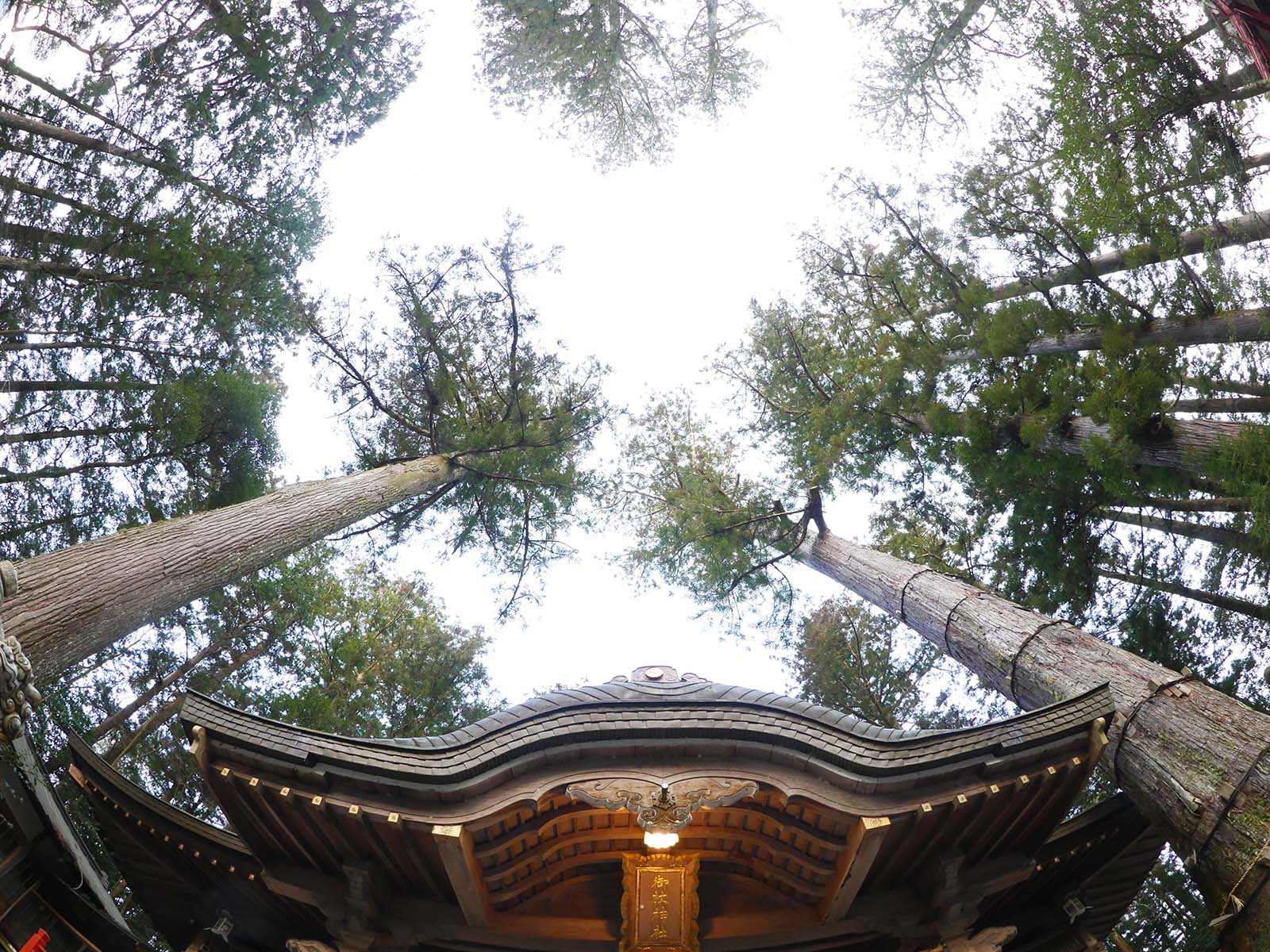 御杖神社の上津江杉