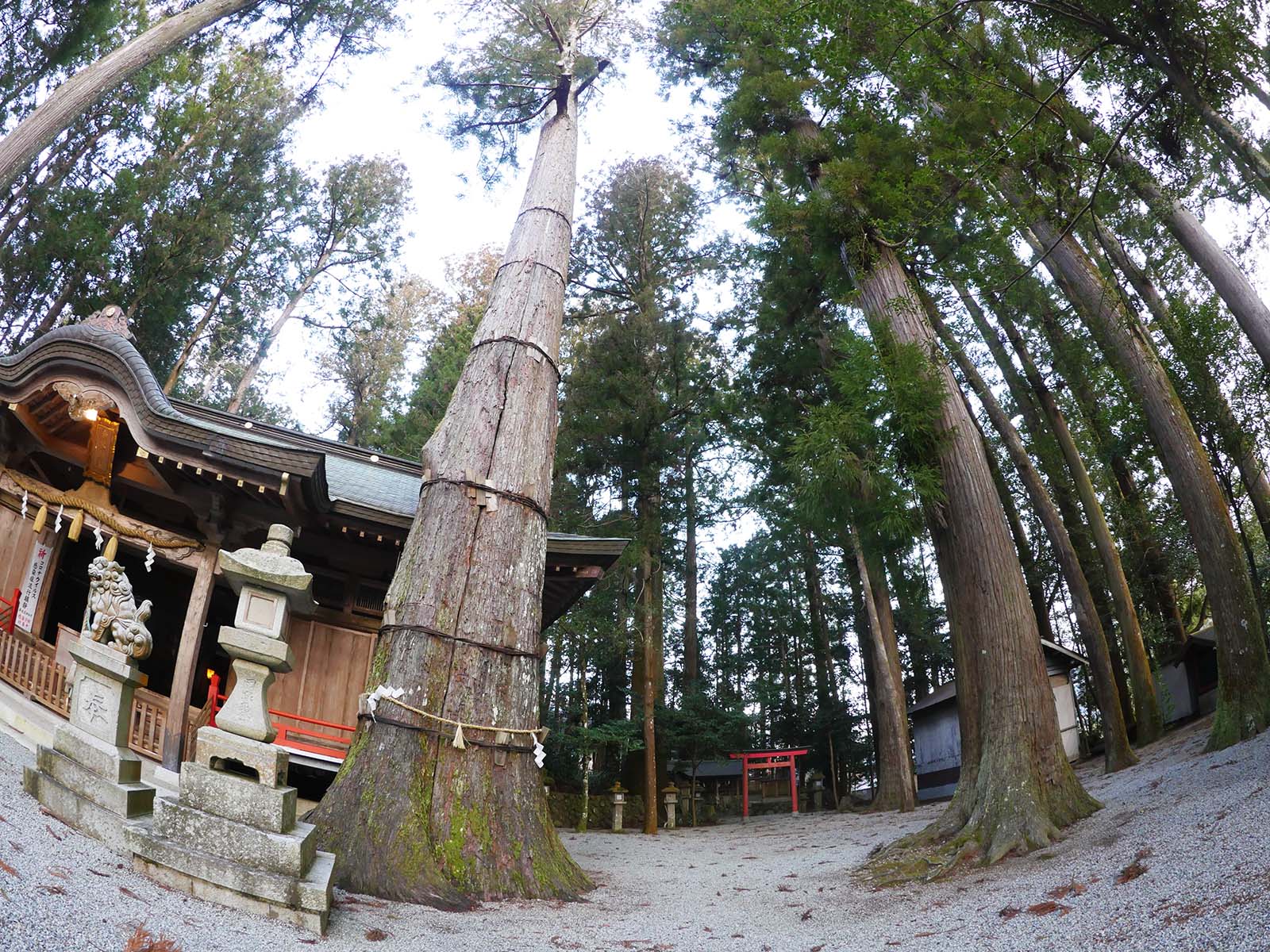 御杖神社の上津江杉