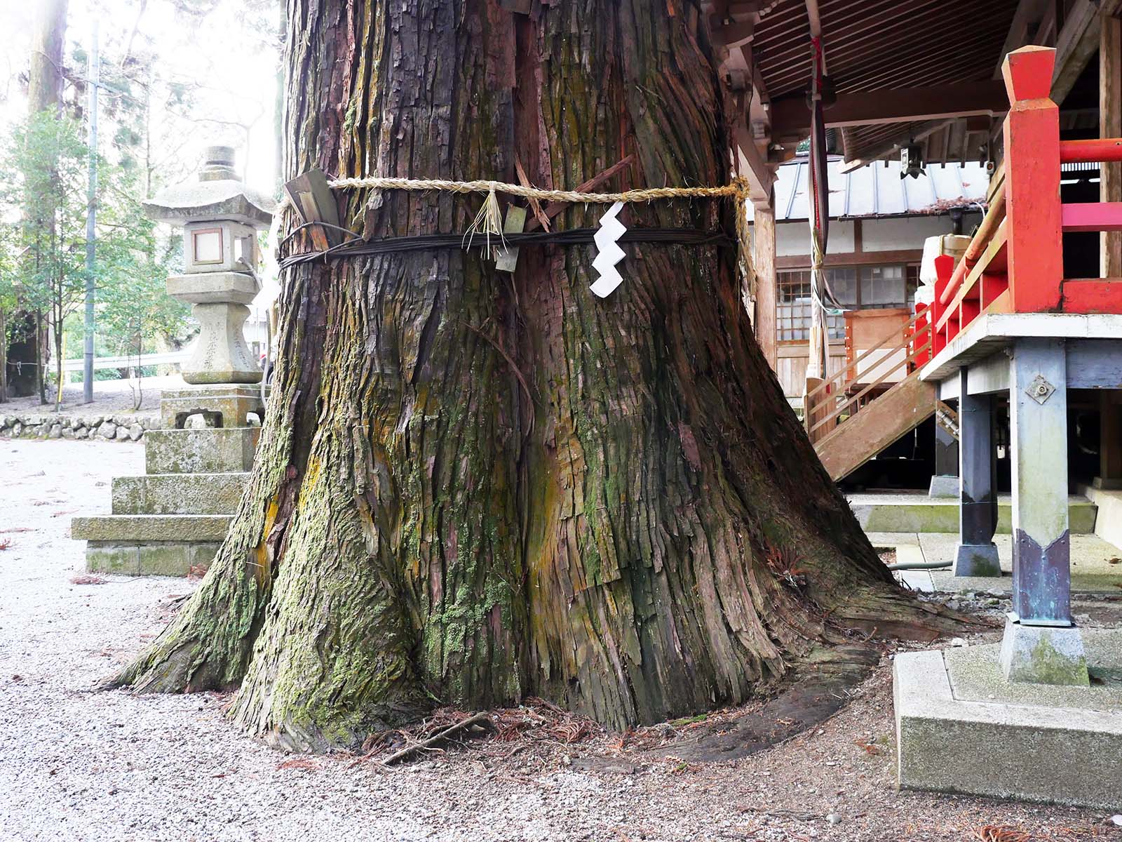 御杖神社の上津江杉