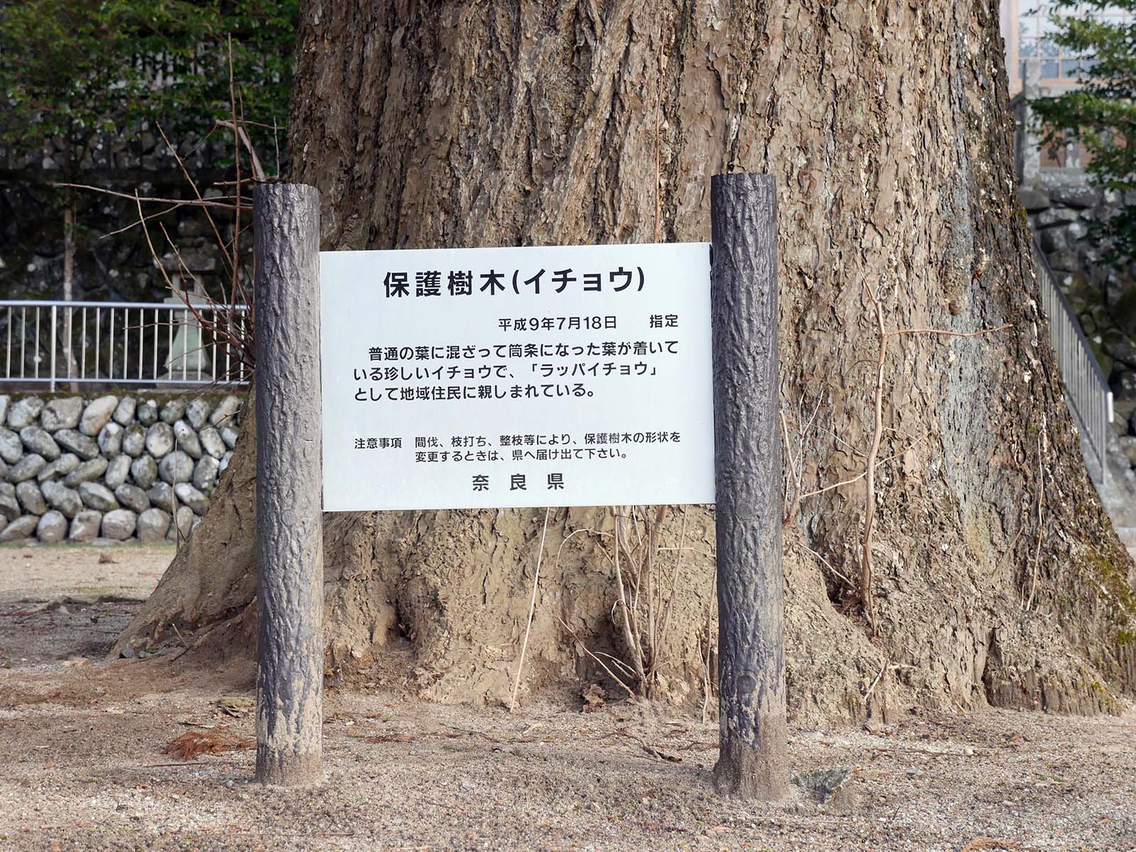 土屋原春日神社のラッパイチョウ