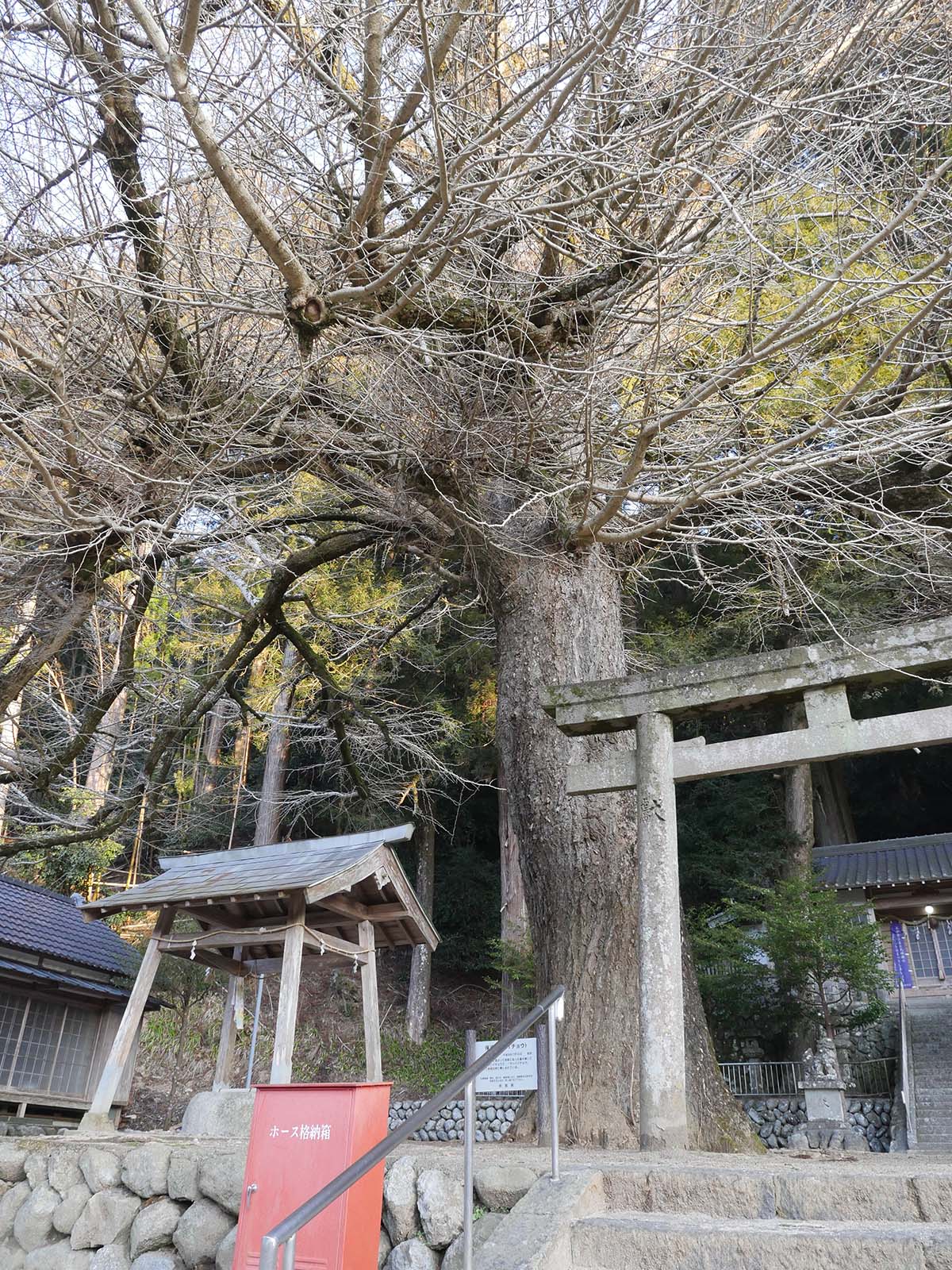 土屋原春日神社のラッパイチョウ