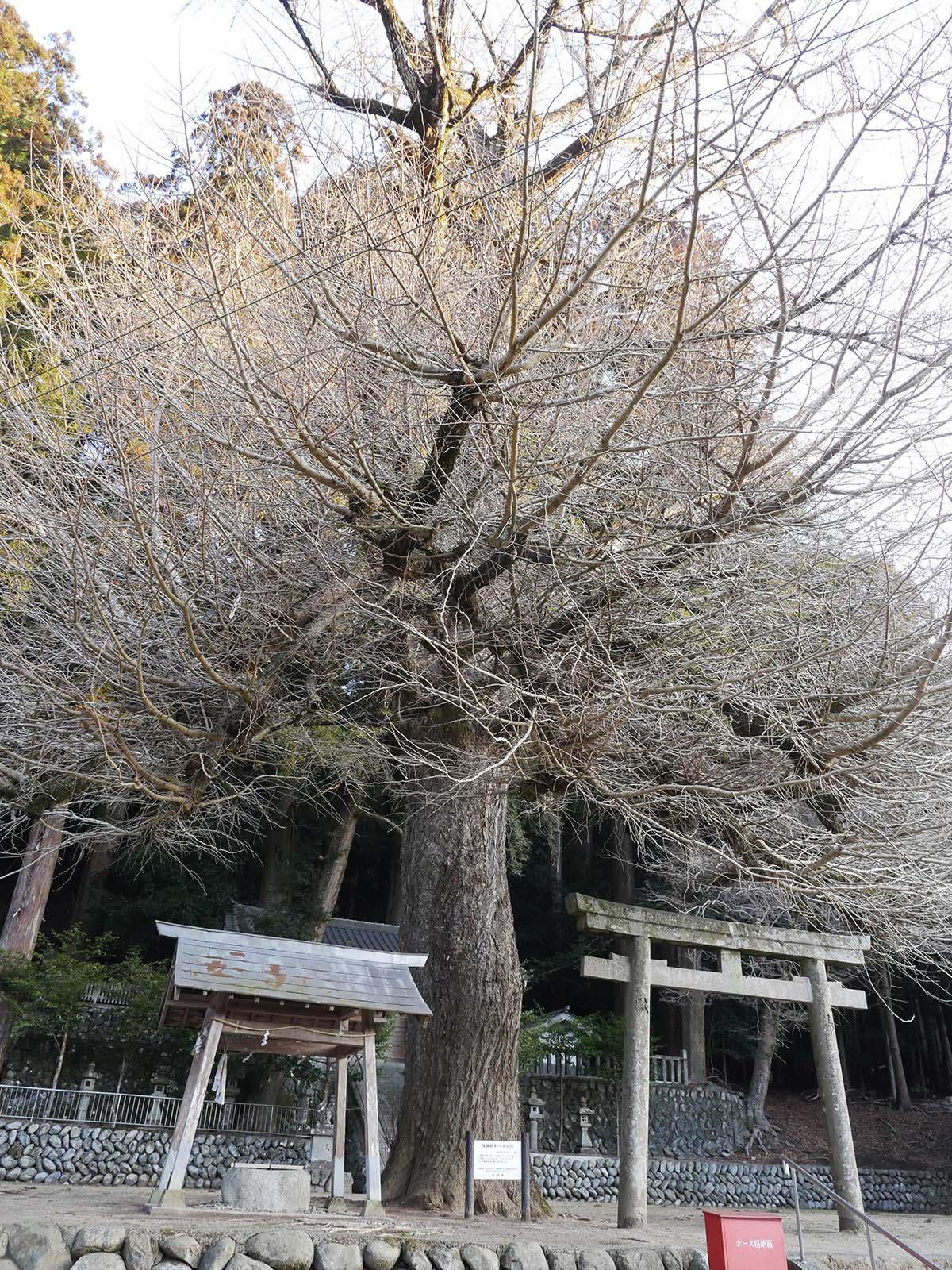 土屋原春日神社のラッパイチョウ