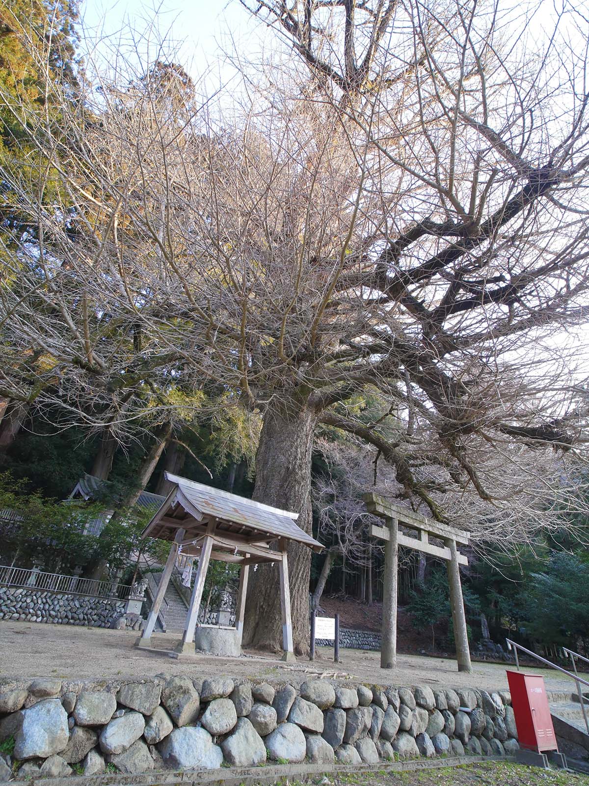 土屋原春日神社のラッパイチョウ