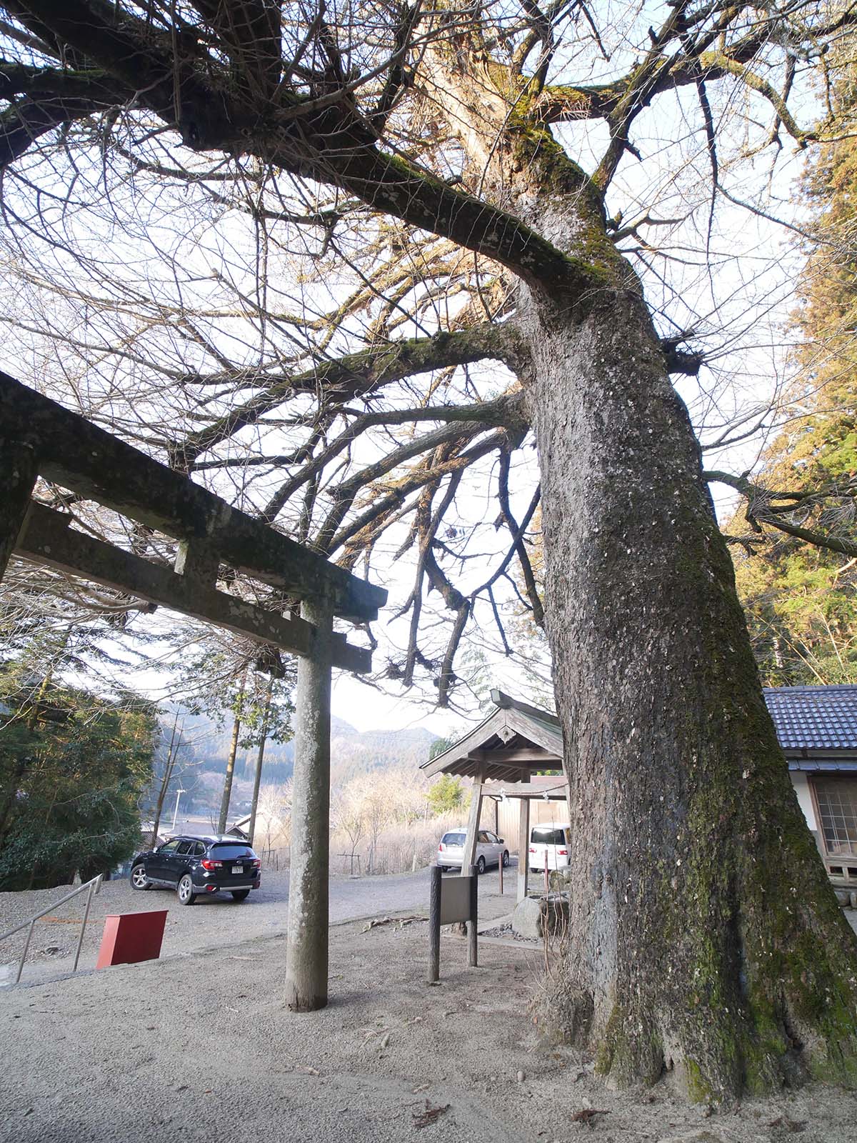 土屋原春日神社のラッパイチョウ