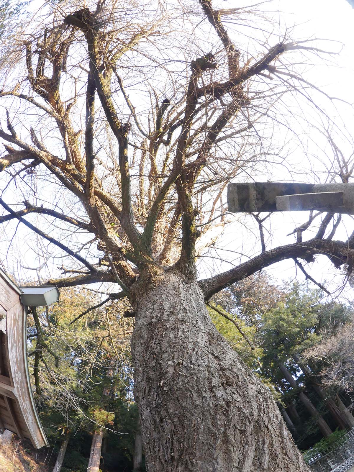 土屋原春日神社のラッパイチョウ