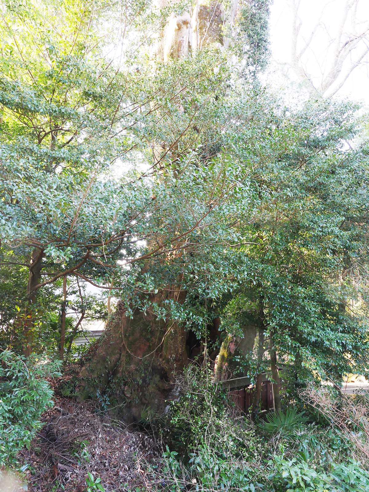 小長尾天神社のケヤキ