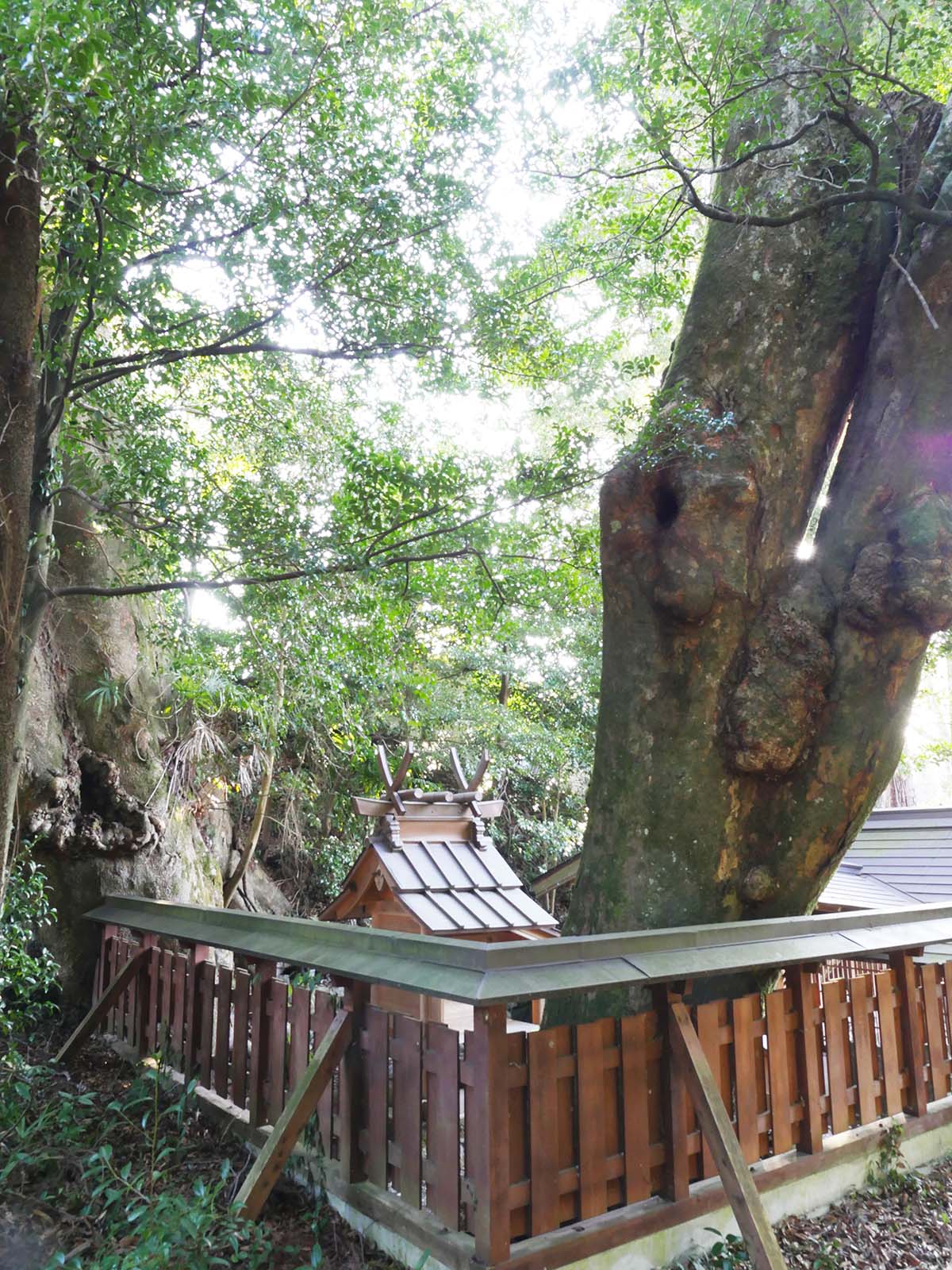 小長尾天神社のケヤキ