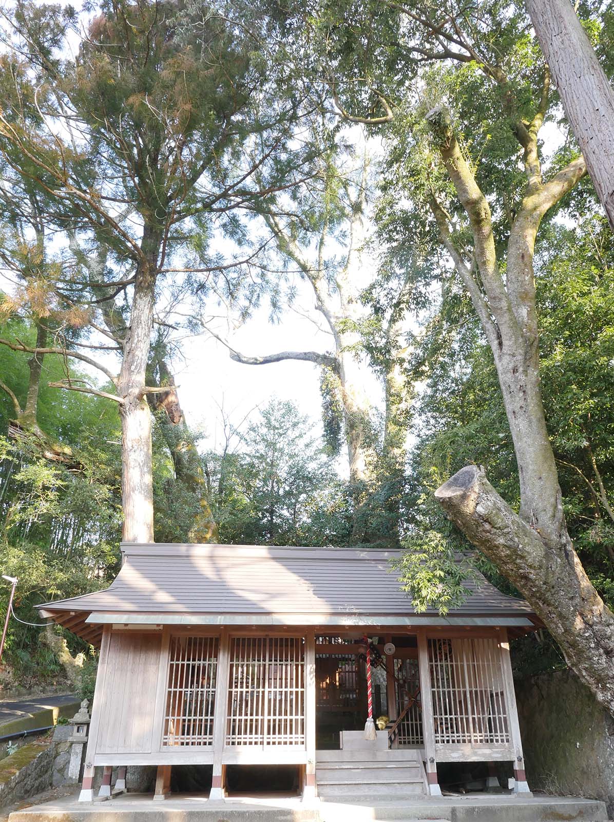 小長尾天神社のケヤキ