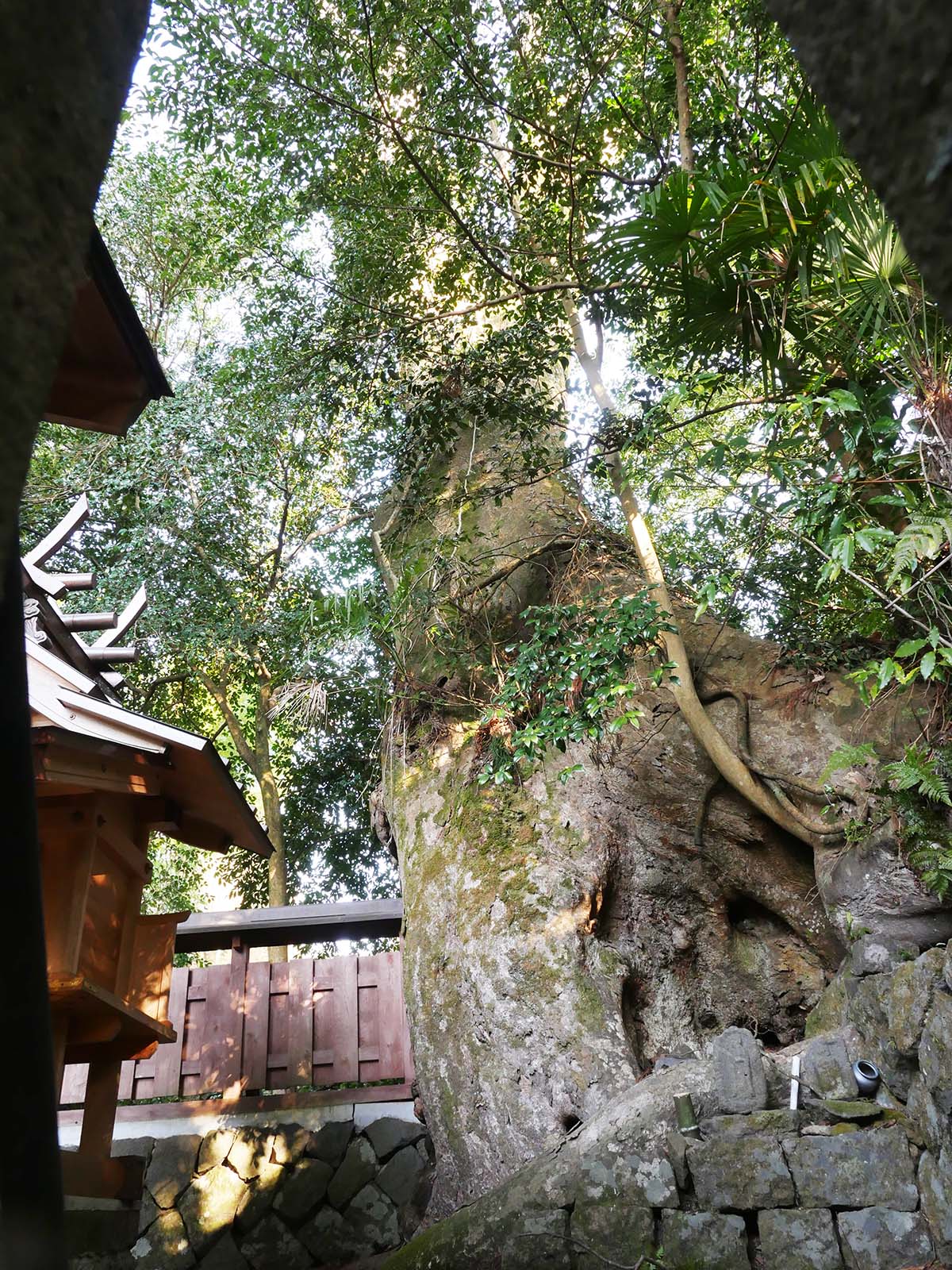 小長尾天神社のケヤキ