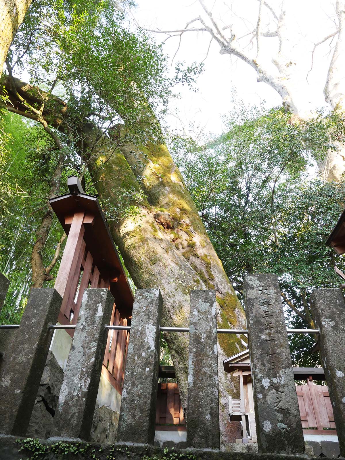 小長尾天神社のケヤキ