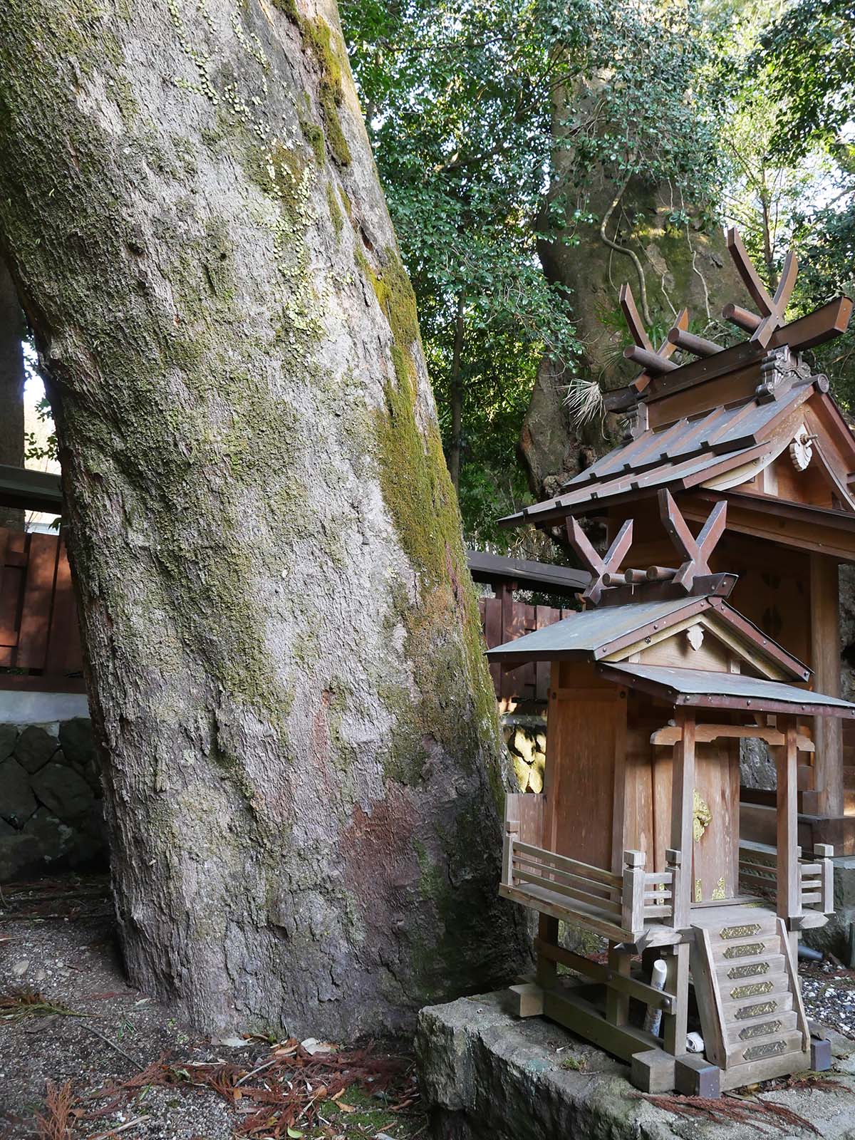 小長尾天神社のケヤキ