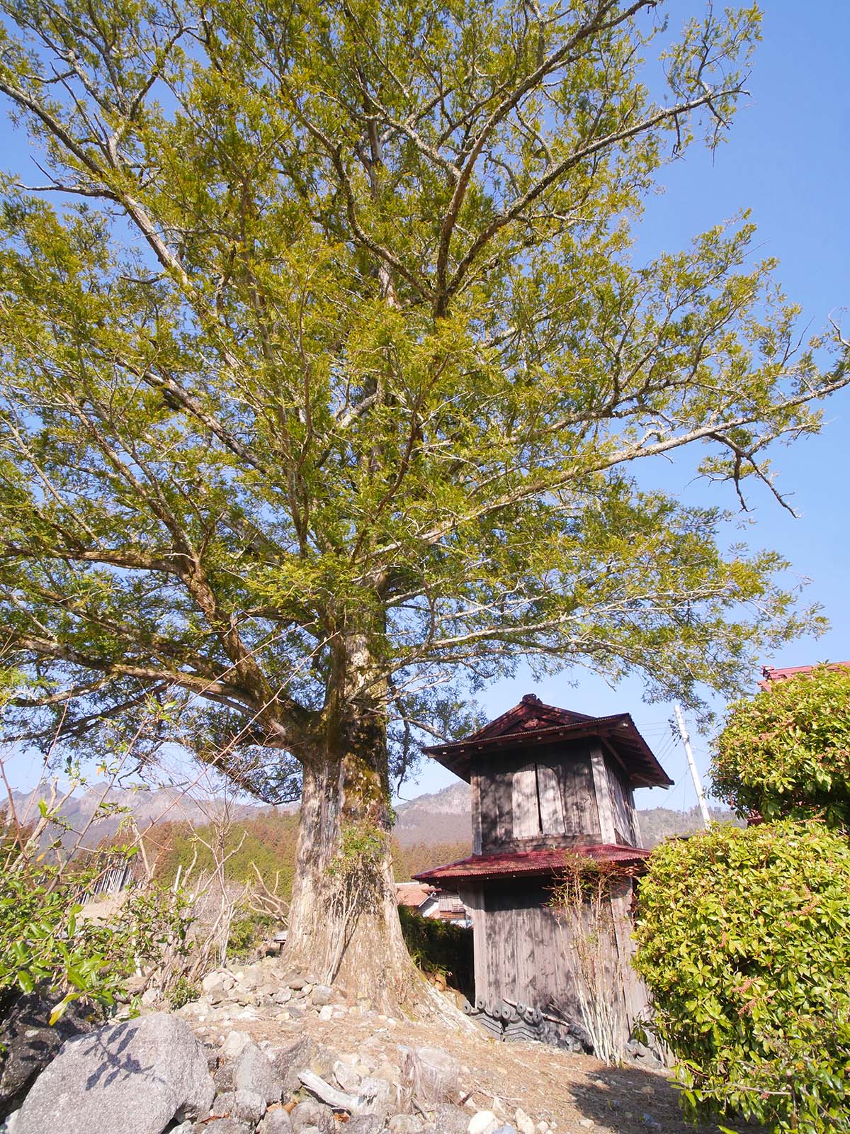 専正寺のかヤ