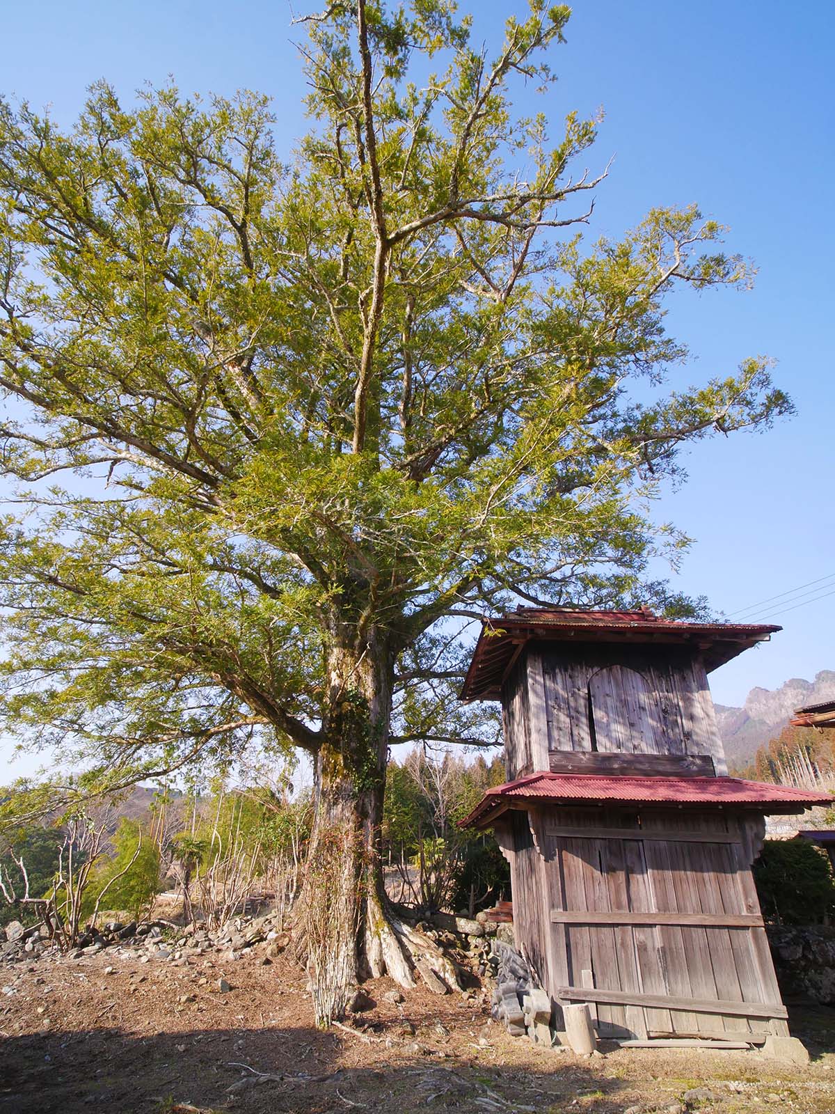 専正寺のかヤ