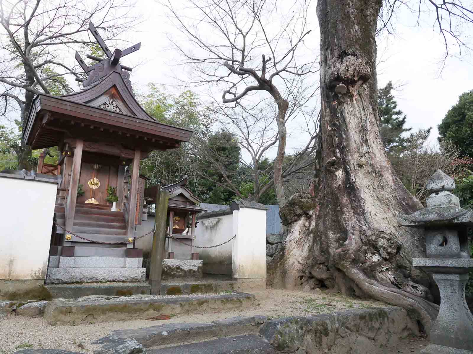 佐田春日神社のムクノキ