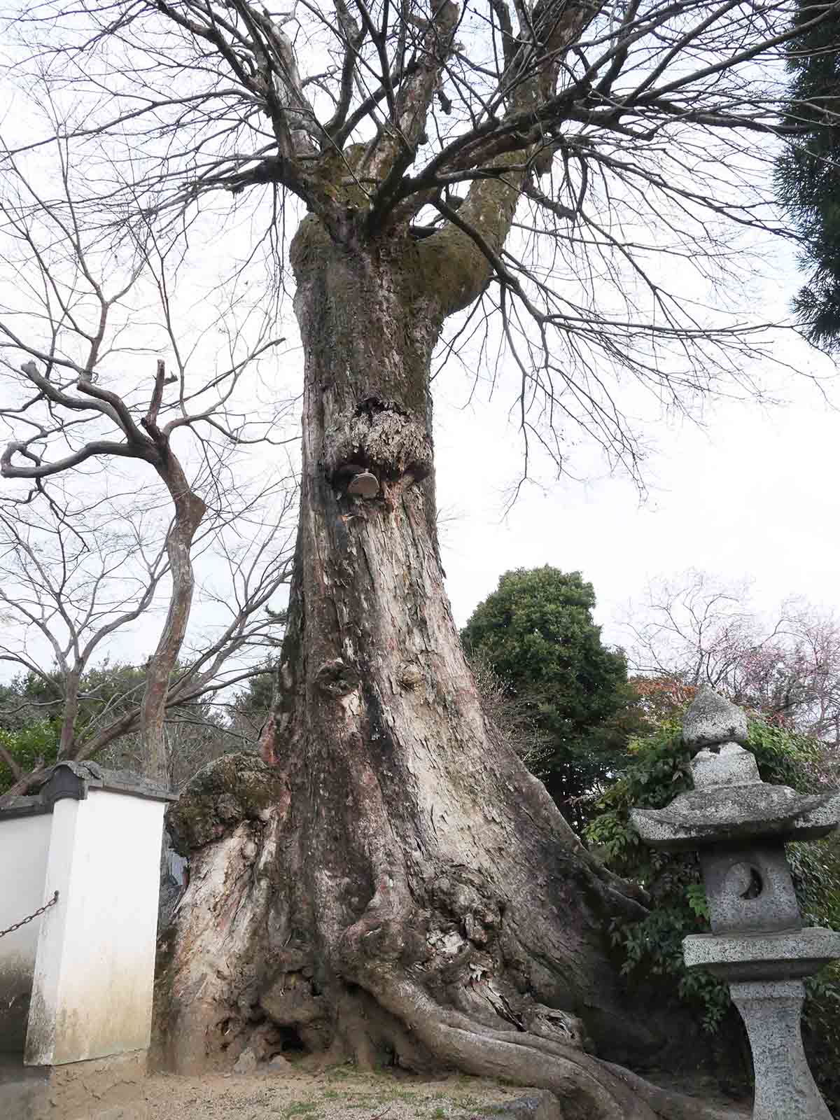 佐田春日神社のムクノキ