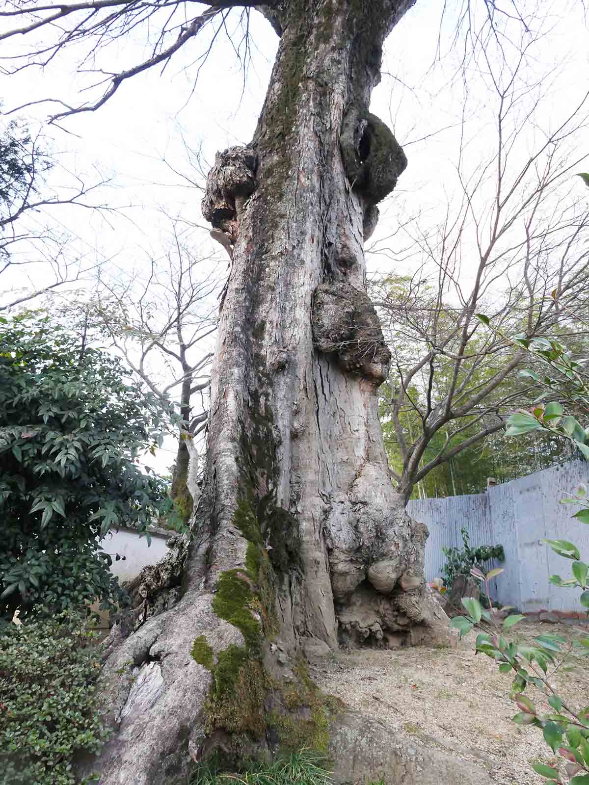 佐田春日神社のムクノキ