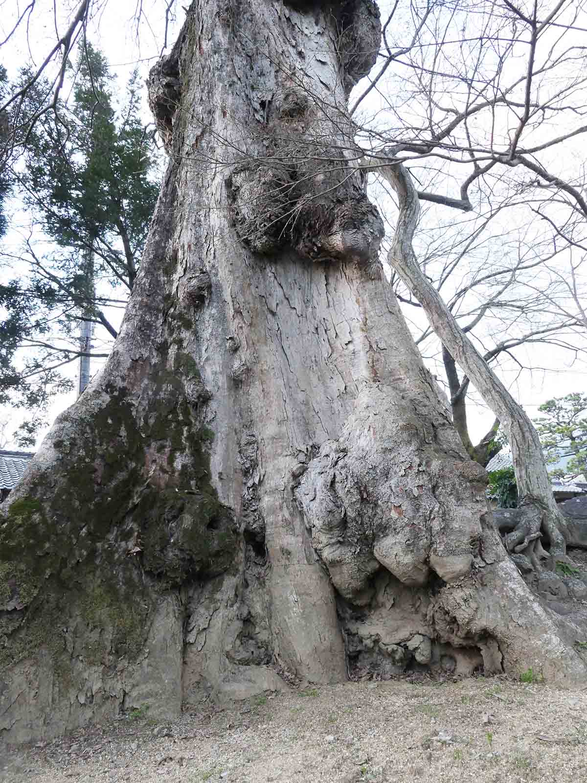 佐田春日神社のムクノキ