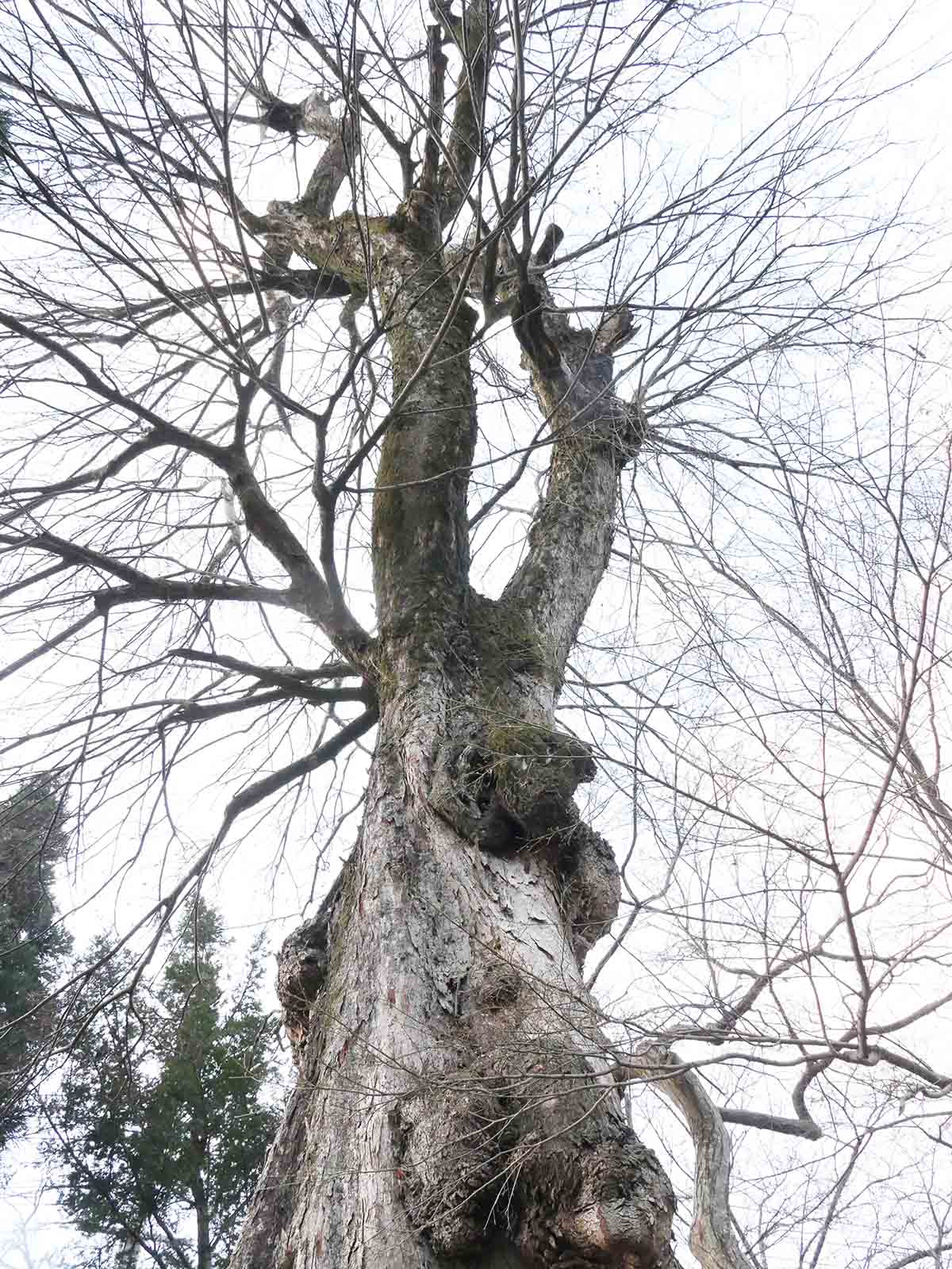 佐田春日神社のムクノキ