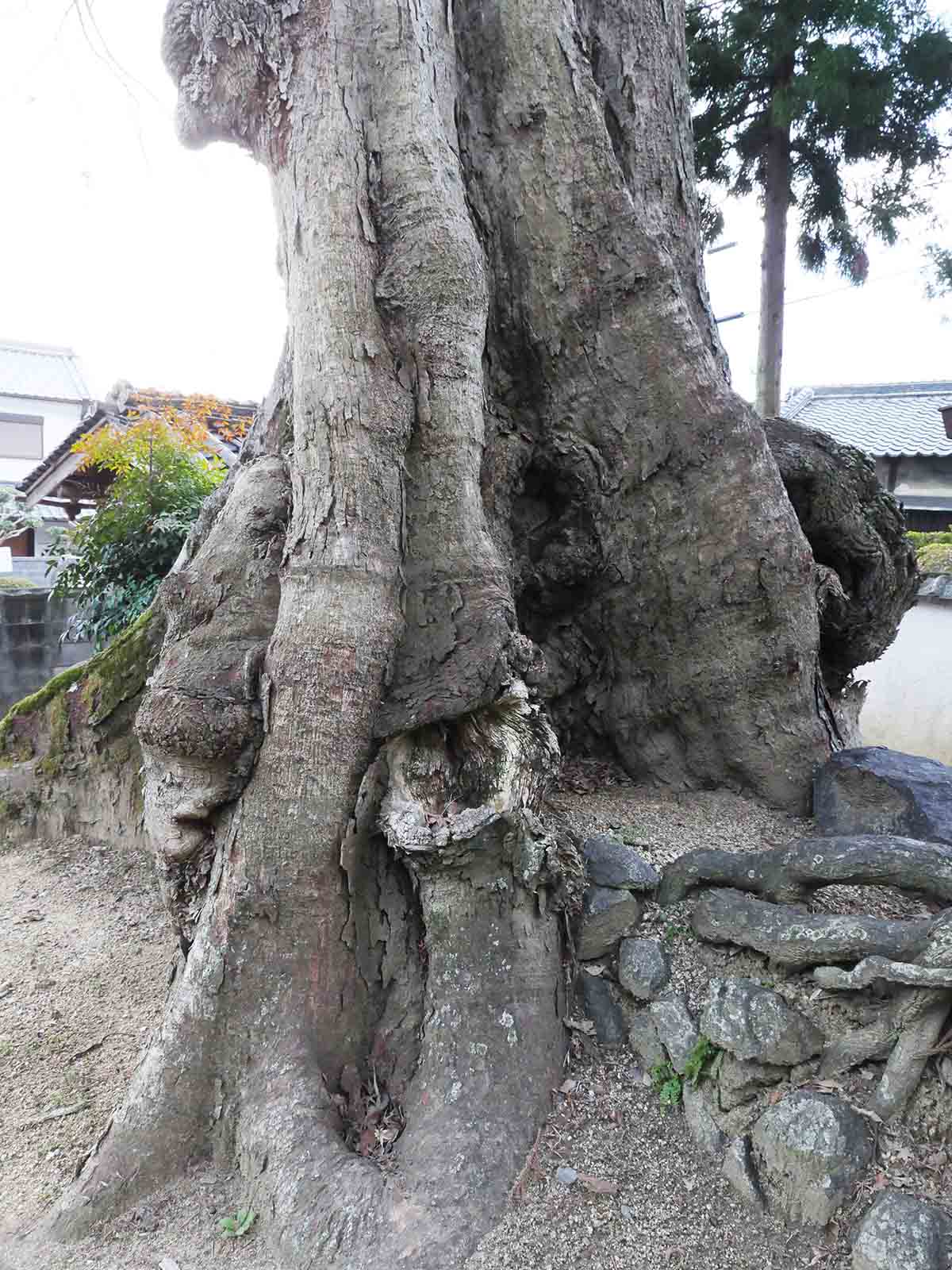 佐田春日神社のムクノキ