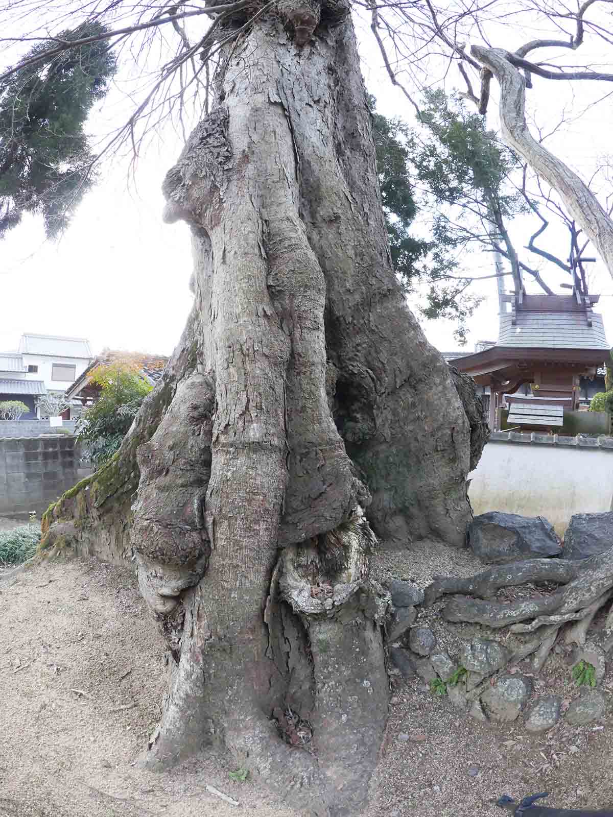 佐田春日神社のムクノキ