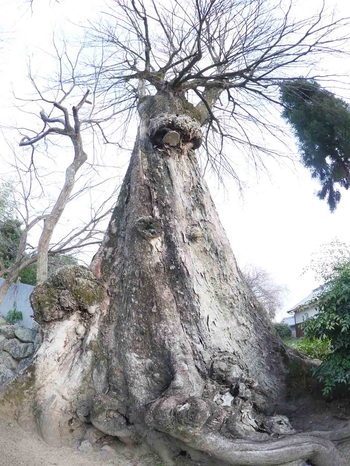 佐田春日神社のムクノキ