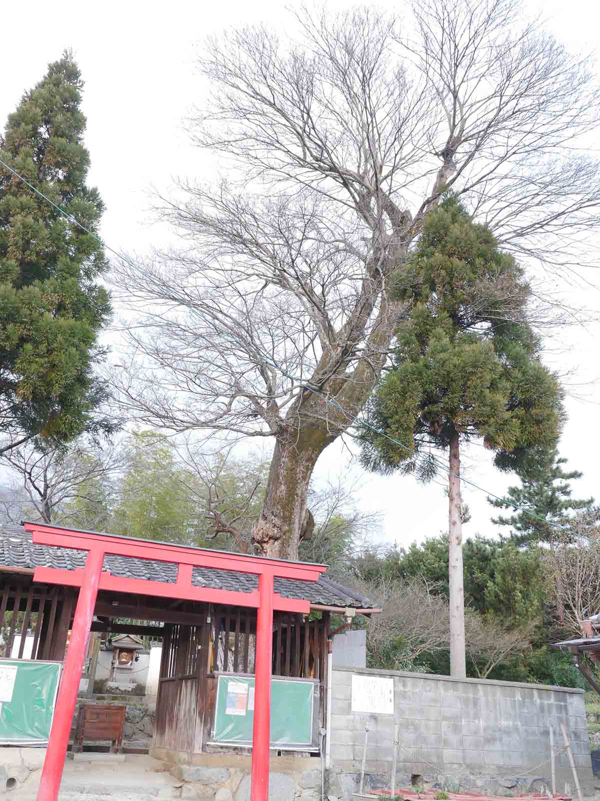 佐田春日神社のムクノキ